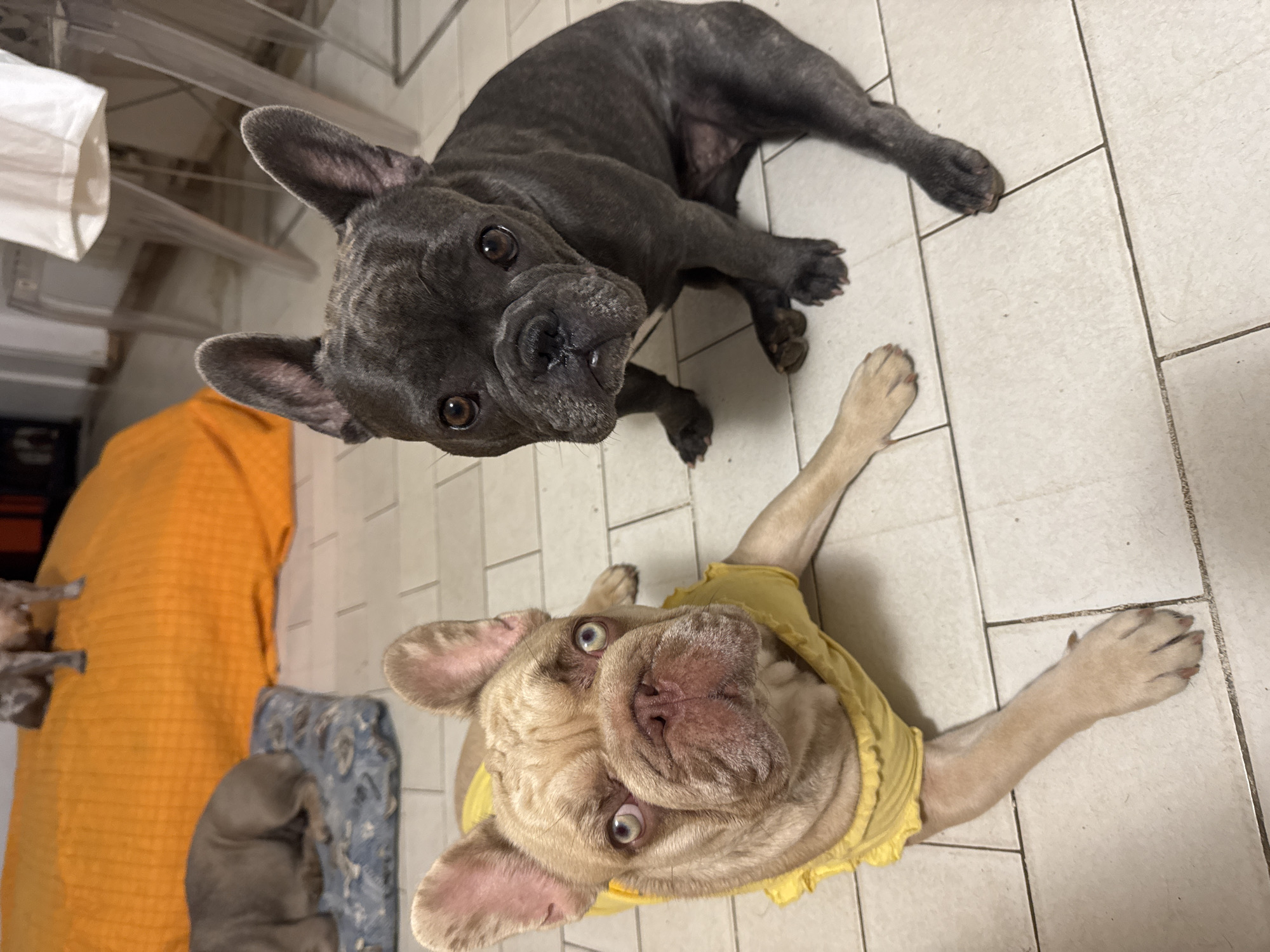 The media file shows two French Bulldogs lying on a tiled floor. One dog is dark gray and appears to be looking up. The other dog is fawn-colored and is wearing a bright yellow shirt. It is also looking up, and its head is tilted. The dogs are in a relaxed pose, suggesting they might be resting or waiting for attention. In the background, there is an orange blanket or cloth draped over something. There are also glimpses of a blue and white patterned fabric, possibly another blanket or cushion. The overall setting appears to be indoors, likely a home, given the tiled floor and the presence of soft furnishings. The lighting suggests it is daytime. The French Bulldogs appear alert and curious, with their eyes wide open. Their expressions could be interpreted as playful or expectant. There is no visible text in the image. The location context provided is San Benedetto del Tronto, Italy.