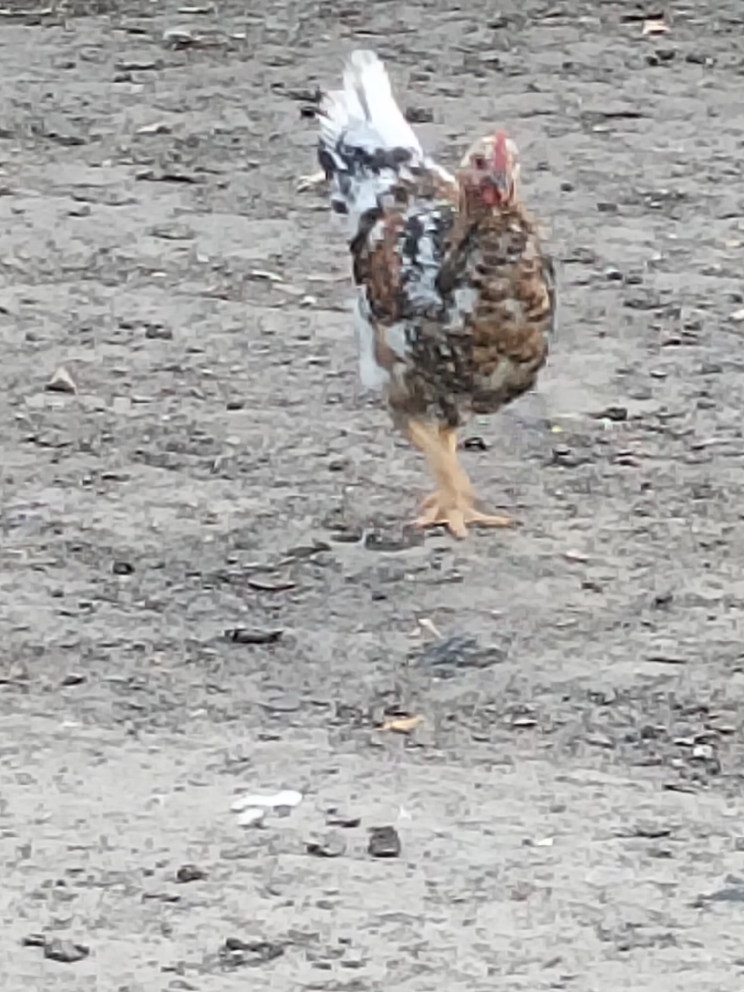 A lone chicken stands on dry, gravelly ground. The chicken has brown, white, and black speckled feathers. Its head is mostly bare with a red comb. Its legs are yellow. The ground is covered in small stones and debris. The image appears to be taken outdoors in a rural or undeveloped area. There is no information provided about the specific location within Ustyvytsia, Ukraine.