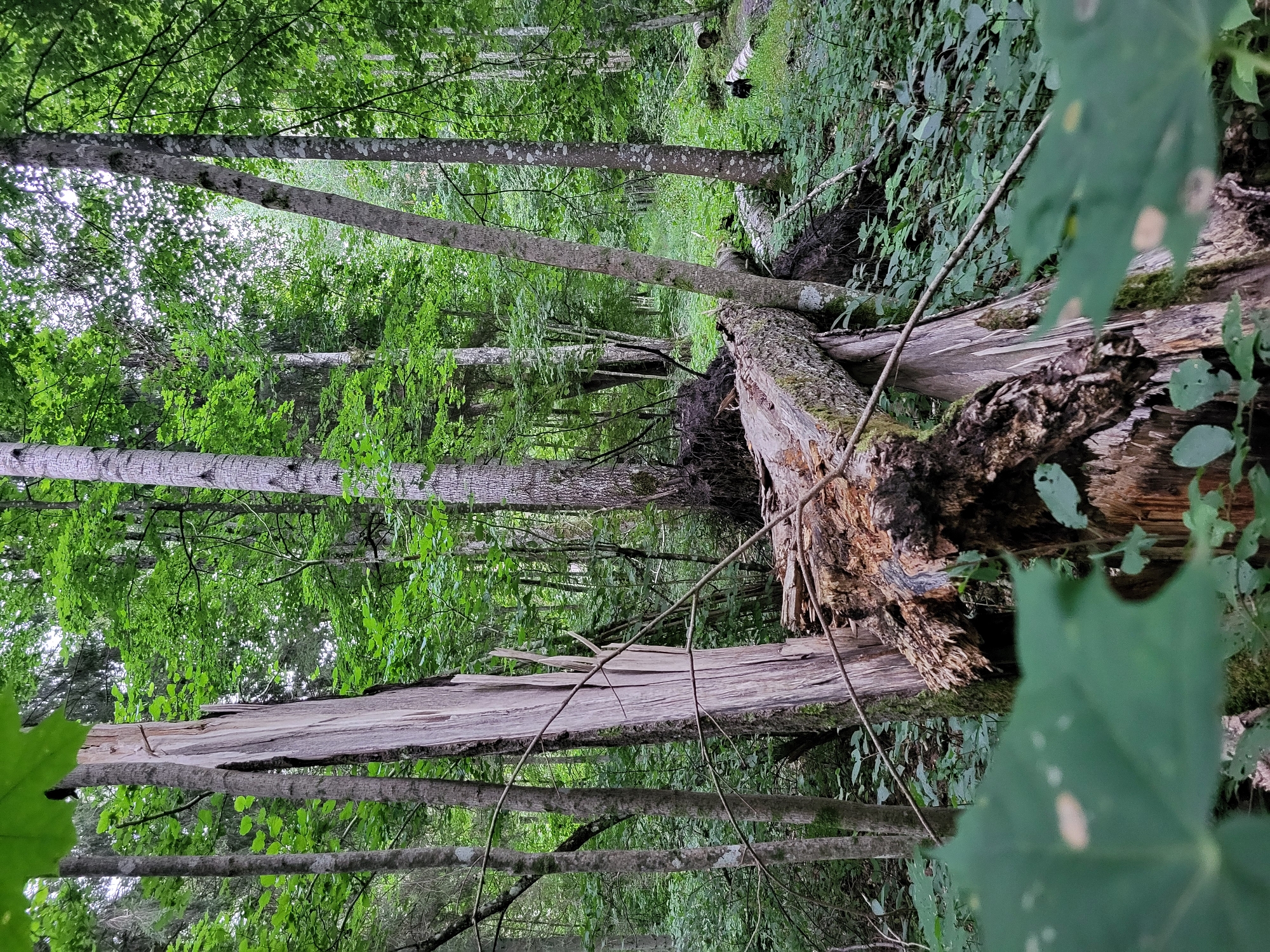 The image depicts a dense forest environment with a prominent fallen tree trunk in the foreground. The tree is weathered and appears to be decomposing, with its bark peeling and wood exposed. Several other trees, both standing and fallen, are visible throughout the scene, creating a sense of depth and wilderness. The foliage is lush and green, indicating a temperate climate. The ground is covered in undergrowth, with a path faintly visible in the distance. The lighting suggests it is daytime, possibly overcast. There are no people or animals visible in the frame. The scene is consistent with a natural forest area, and could be found in many wooded regions, including parks or nature reserves within or near the city of Jelgava, Latvia.