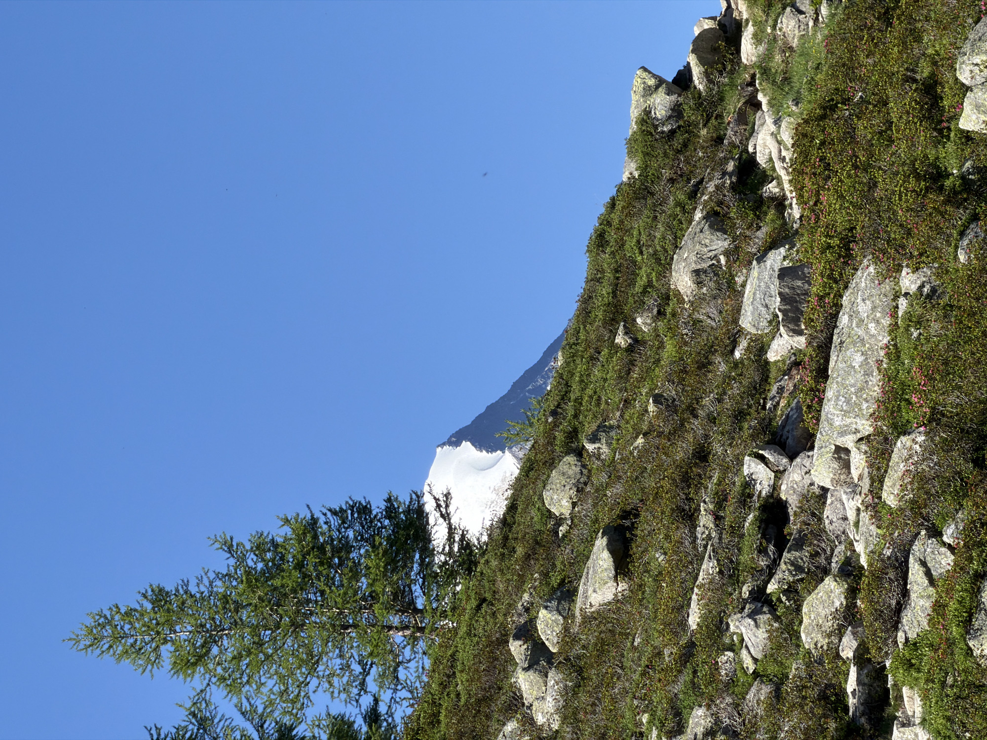 This image depicts a mountainous landscape under a clear blue sky. In the foreground, a rocky, vegetated slope is visible, with scattered boulders and low-lying green shrubs dotted with small pink flowers. A tall evergreen tree stands prominently on the left side of the slope. In the background, a snow-capped mountain peak rises above the lower slopes, its white summit sharply defined against the sky. The scene conveys a sense of wilderness and natural beauty. The location is Chamonix-Mont-Blanc, France.