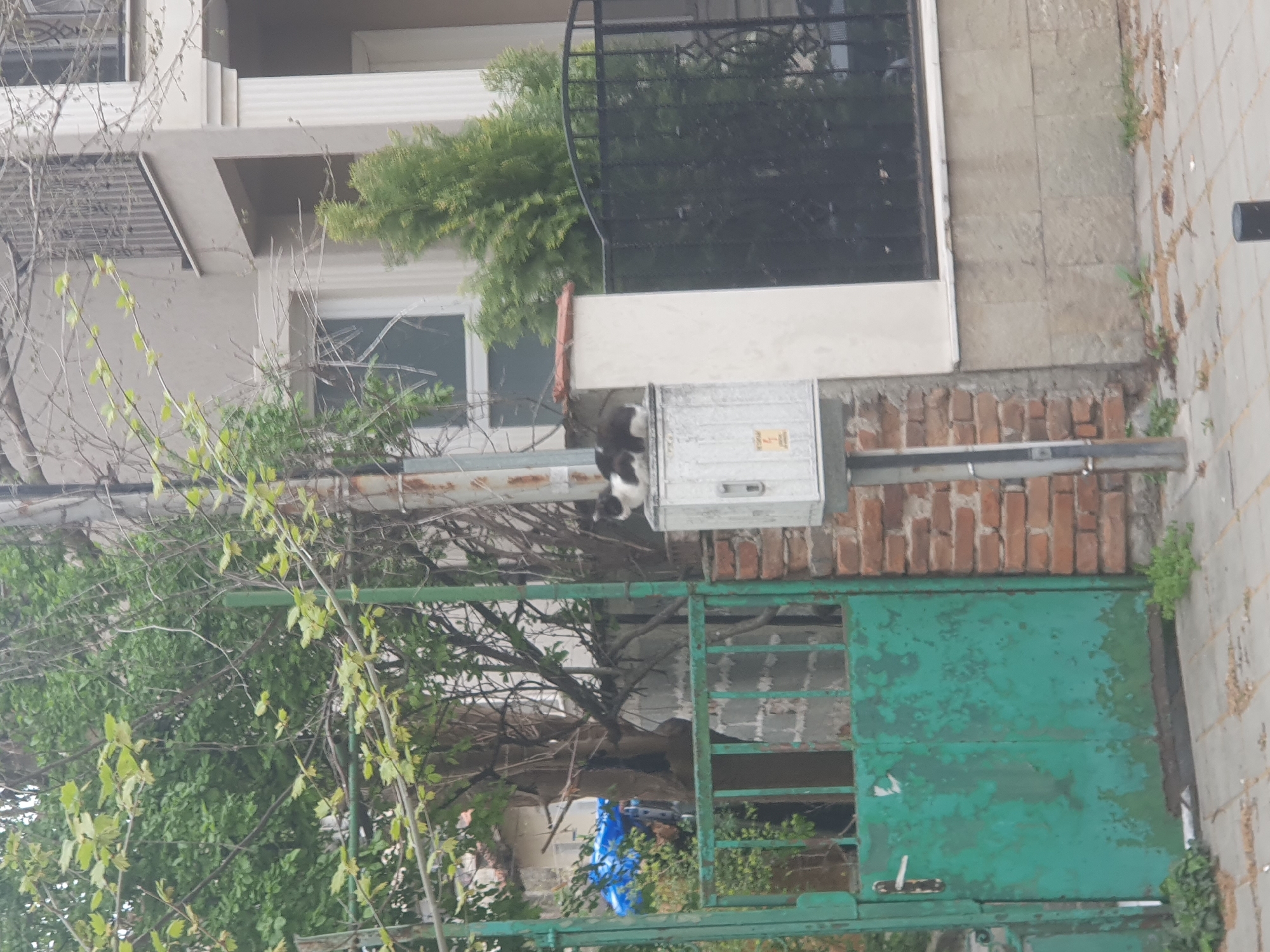 The image shows a scene in Plovdiv, Bulgaria. A black and white cat sits atop a grey electrical box, which is mounted on a brick wall. Below the wall is a weathered, green metal gate with a latch. The gate is partially obscured by tree branches and foliage. A building with a window and a small evergreen tree on a balcony is visible in the background. The sky is overcast, indicating a cloudy day.