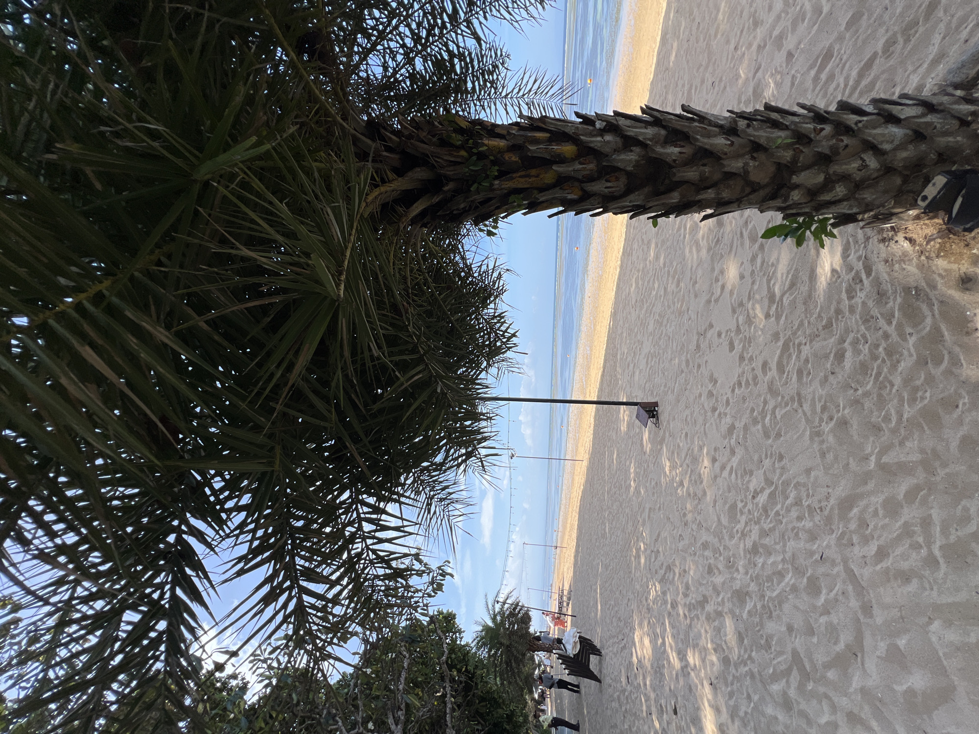 The image depicts a tranquil beach scene in Denpasar, Indonesia, likely Sanur beach, characterized by its soft, light-colored sand. In the foreground, the textured trunk of a palm tree dominates the right side, with its fronds casting shadows on the sand. To the left, a line of trees with dense foliage borders the beach, providing shade. Beyond the trees, a few individuals are visible, some standing and others seated on benches. A stack of chairs is arranged near the tree line. The beach extends towards the sea, with the shallow, calm water reflecting the bright, partly cloudy sky. String lights are suspended on poles along the beachfront, suggesting a potential event or dining area. Small buoys are scattered in the shallow water. The overall atmosphere is serene and inviting.