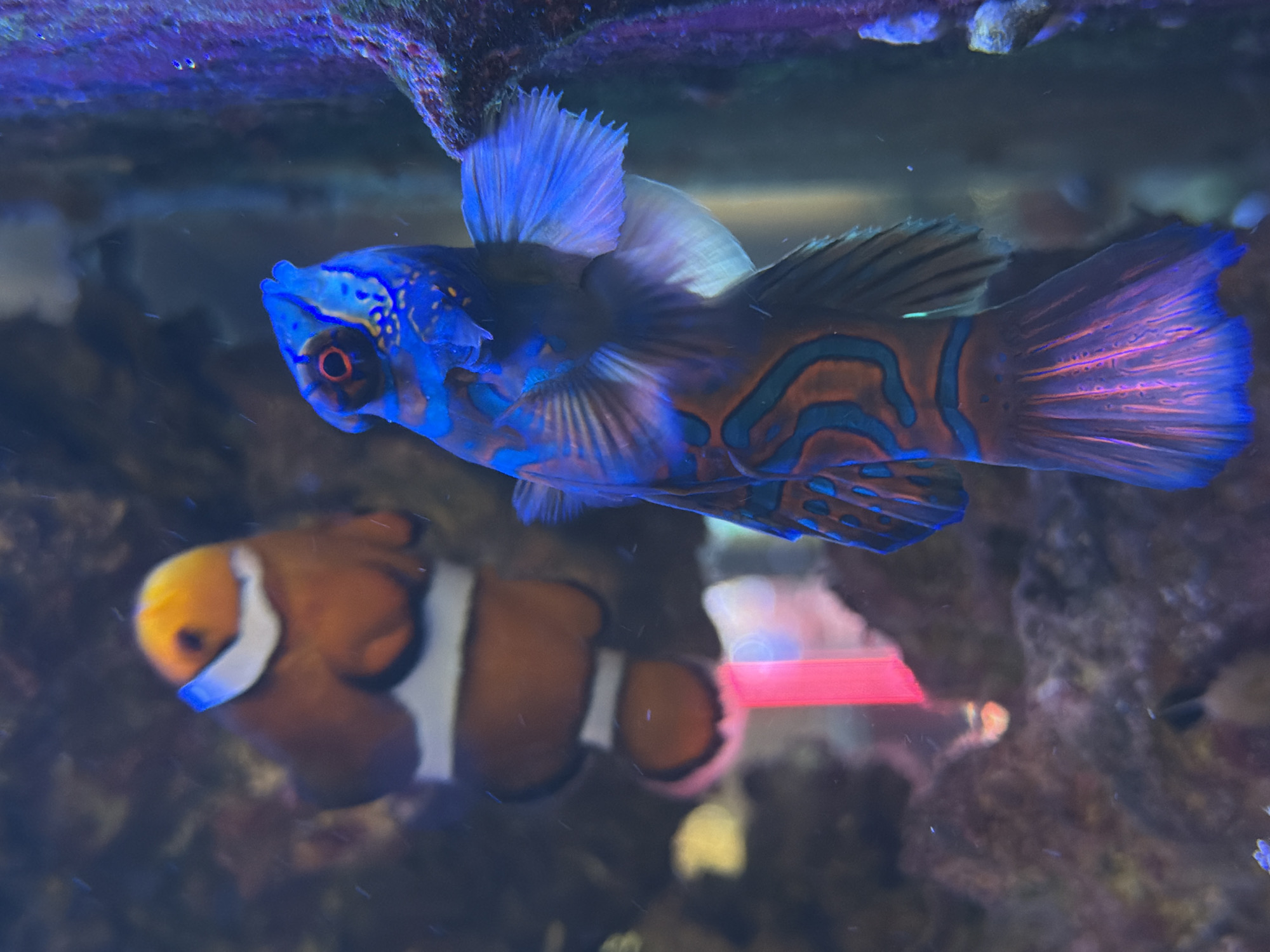 The image shows two fish in an aquarium. The foreground features a brightly colored Mandarinfish, with blue and orange markings. Behind it, slightly out of focus, is an orange and white clownfish. The background is blurry, with rock formations visible at the top and bottom of the frame. The location, Pleven, Bulgaria, is not evident from the image.