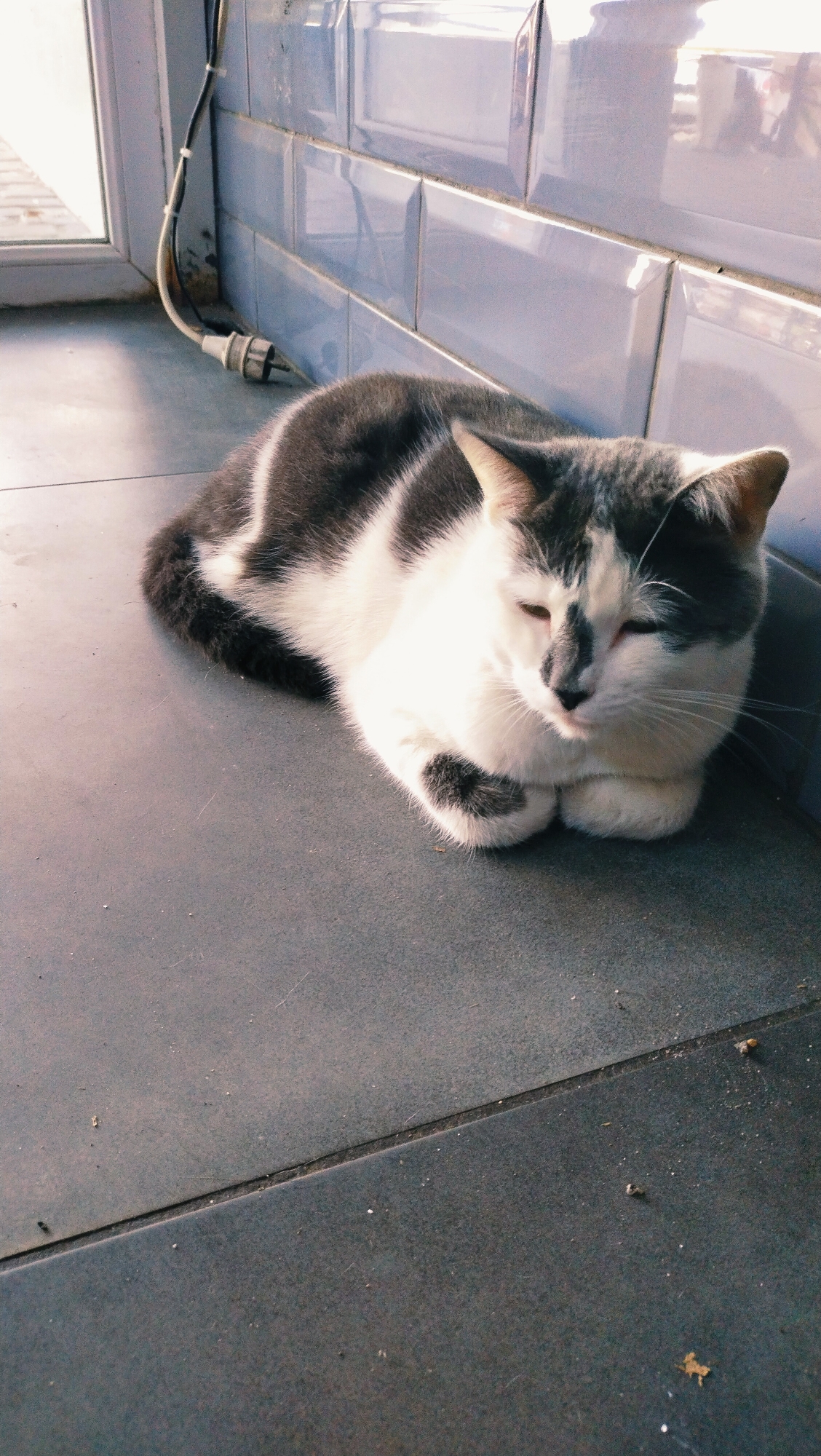 A grey and white cat is lying on a dark grey tiled floor near a window. The cat is curled up with its paws tucked under its body. Its eyes are partially closed, and it appears to be relaxed. Behind the cat, a wall is tiled with light blue rectangular tiles. A white electrical cord runs vertically along the wall near a window frame. The environment appears to be indoors, possibly a windowsill or a sheltered outdoor area. The image is taken in Horishni Plavni, Ukraine.