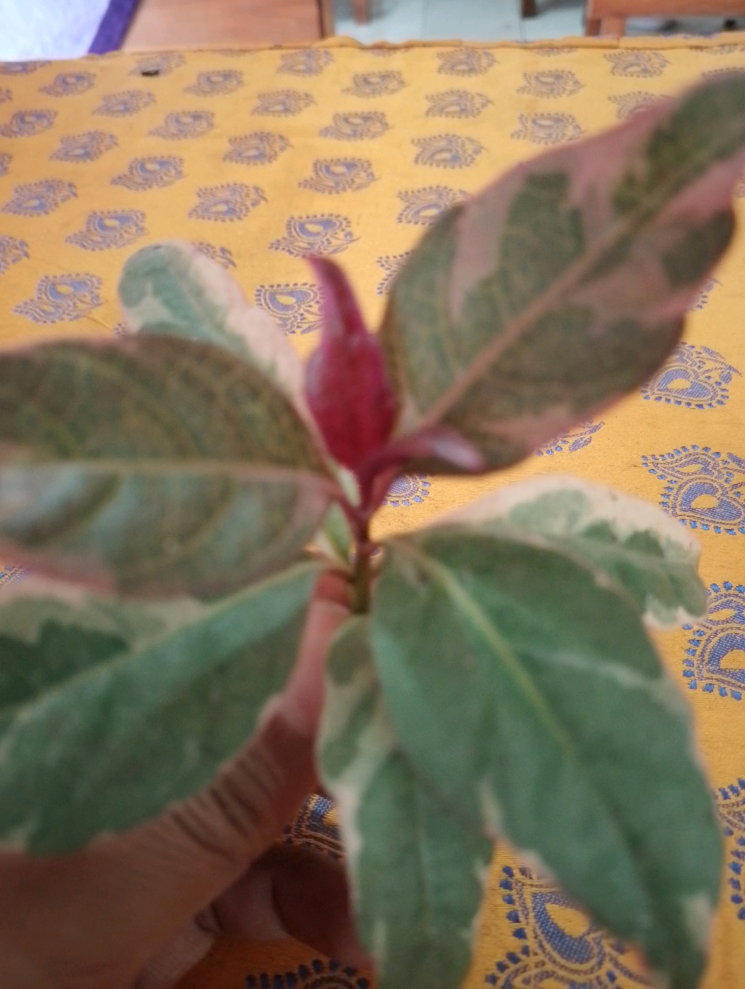 A close-up, slightly blurred photograph captures a small plant with variegated leaves, featuring shades of green and cream, along with pinkish-red new growth at the top. The plant is held in a person's hand, partially obscuring the lower portion of the image. The background consists of a yellow tablecloth with a blue paisley-like pattern. The scene appears to be indoors, possibly on a wooden table. The lighting is soft, suggesting ambient room light. The location in Papungan, Indonesia, is a residential area known for its agricultural landscape and relatively simple living conditions. The image is a snapshot of everyday life, highlighting a common household plant.