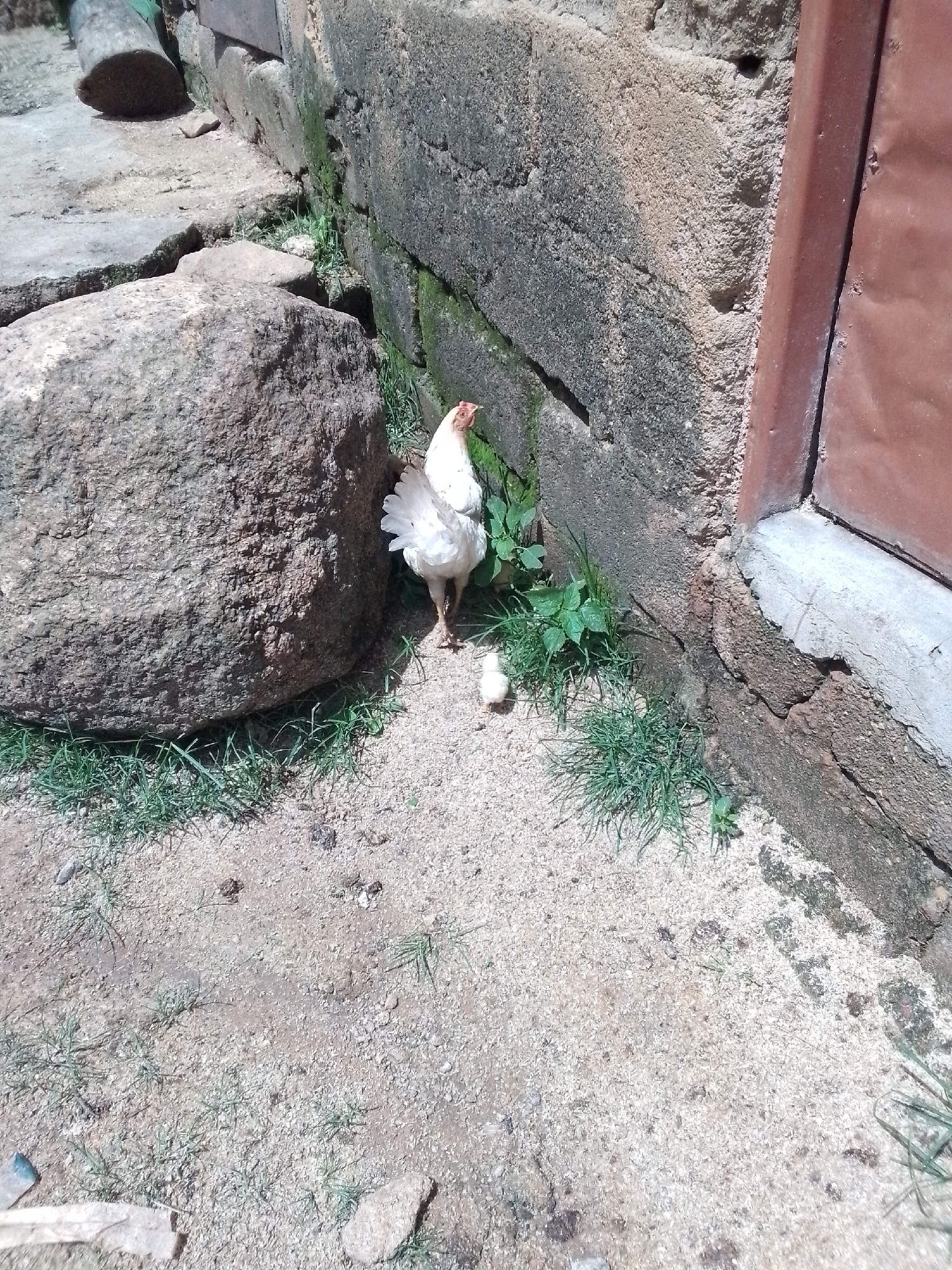 In an outdoor, gritty environment, a white hen with its tail feathers fanned stands near a large, weathered stone. To its right, a tiny yellow chick is nestled close to the hen. Behind the hen and chick, a rough, textured stone wall rises, showing patches of green moss and discoloration. A brown, metallic door is partially visible to the right of the wall. The ground is covered with sand and small stones, with sparse green grass growing in patches. To the left of the hen, a sizable, rough-textured boulder dominates the foreground. Further to the left, a section of a log is visible on a grey, paved surface. The scene appears to be in a rural or unkempt urban setting.
