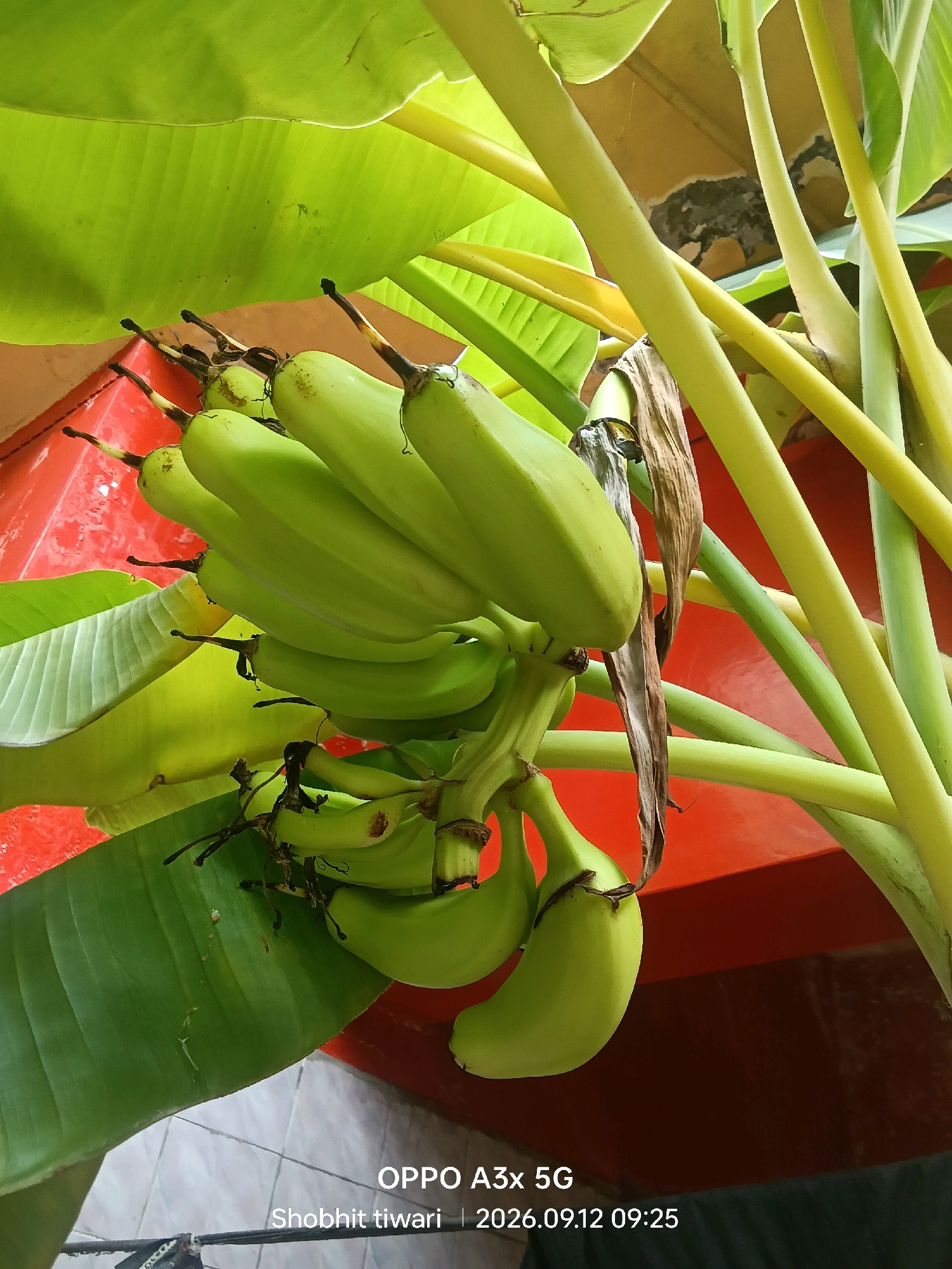A bunch of unripe, light green bananas hangs from a stalk, surrounded by large, vibrant green banana leaves. The bananas are curved and elongated, with dark brown tips. Some dried, brown banana leaves are also visible. In the background, a bright red surface with some water droplets is present, suggesting an outdoor setting that might have been recently watered or rained upon. The overall scene is illuminated by natural light. A watermark at the bottom of the image reads "OPPO A3x 5G Shobhit tiwari | 2026.09.12 09:25", indicating it is a photograph taken with a mobile device and the date and time of capture. The image appears to be taken in Kharkhauda, India, based on the provided information.