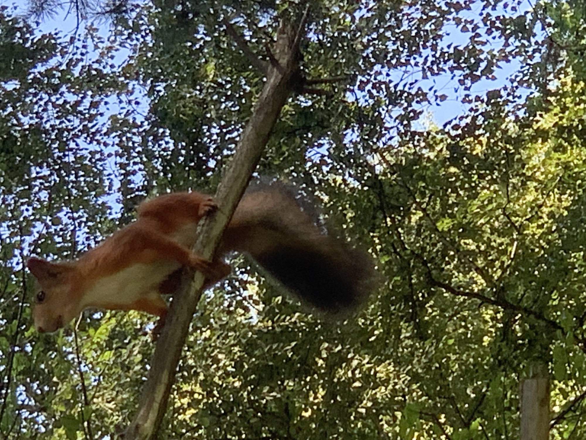 A red squirrel is perched on a tree branch, looking to the left. The squirrel is predominantly red with white fur on its belly and chest, and it has a bushy tail. The branch it is on is thick and appears to be part of a larger tree. The background is filled with green foliage and dappled sunlight, suggesting an outdoor, natural setting. The sky is visible through the leaves, appearing blue. There is no indication of Prokopyevsk, Russia in the image.
