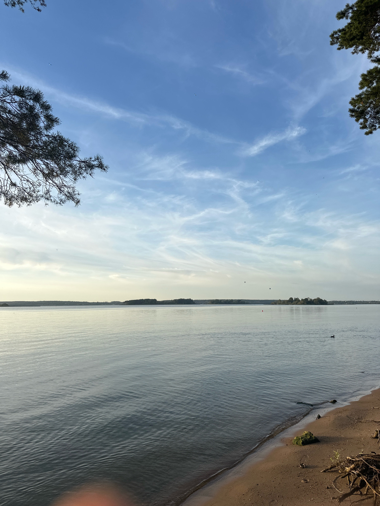 The image shows a tranquil lake scene with a sandy shore in the foreground. The lake extends to the horizon, where a tree line is visible under a partly cloudy sky. Pine branches hang into the frame from the upper left and right corners. A few birds are visible in the sky and a duck swims in the lake. There is a piece of driftwood and a moss-covered rock on the shore. The lighting suggests it is late afternoon or early morning. The location is likely a natural recreational area within or near Ждановіцкі сельскі Савет, Belarus.