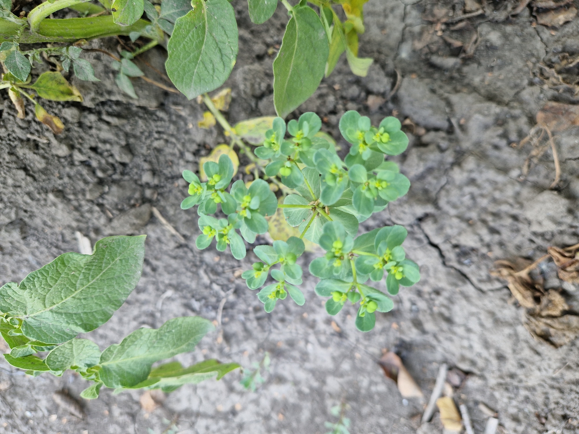 A close-up, high-angle shot captures a small, green plant with clusters of tiny yellow buds emerging from its leaves, growing in dry, cracked soil. The soil is a mixture of dark gray dirt and scattered dried plant debris. The plant is the primary focus, with its delicate structure and vibrant green color contrasting against the muted tones of the ground. To the left of the central plant, another larger plant with broader, textured green leaves is partially visible, suggesting a garden or natural setting. The background is blurred, with more dry earth and debris extending into the distance. There is no indication of human presence, activity, or urban elements in this image, and therefore its location in Oskemen, Kazakhstan, cannot be determined from the visual information provided.