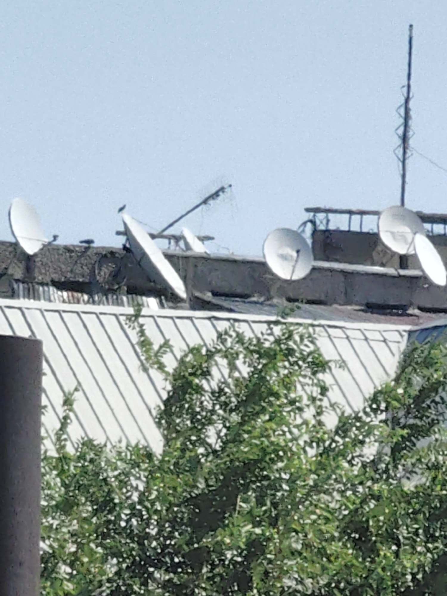 The image depicts a rooftop scene in Shymkent, Kazakhstan, featuring several satellite dishes and a tall antenna against a clear blue sky. In the foreground, lush green foliage obscures the lower portion of the frame, suggesting a residential or urban area with vegetation. The rooftop itself appears to be constructed from concrete and metal, with a corrugated metal roof visible beneath the greenery. The satellite dishes are of varying sizes and orientations, indicating their purpose for communication and television reception. One of the dishes has a small bird perched on its surface. The antenna, a thin, vertical structure with crisscrossing supports, stands prominently on the far right side of the frame, suggesting a broadcasting or communication tower. The overall impression is of a typical urban rooftop environment where technology and nature coexist.