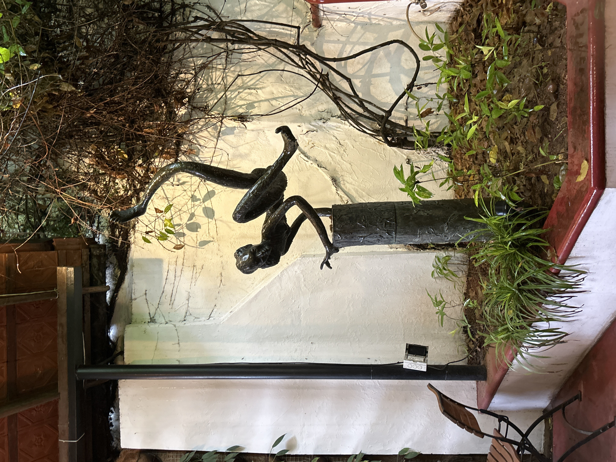 The image captures a vertical view of an outdoor or semi-outdoor space, likely a courtyard or patio in Kochi, India. The central element is a dark, stylized sculpture of a human-like figure, possibly made of bronze, depicted in a dynamic, climbing or ascending pose. The figure appears to be grappling with a dark, cylindrical pillar or tree trunk.
The background consists of a textured white wall, extensively covered with a dense network of dried, gnarled branches and vines that create intricate shadow patterns. To the right of the sculpture, a planter box with a red-painted edge is filled with vibrant green foliage, including slender, long-leaved plants and smaller leafy plants.
A black metal railing or pipe extends horizontally across the middle of the frame. Attached to this railing on the right is a small, light-colored electronic device, resembling a sensor or control panel, featuring three small circular buttons or indicators below a screen, though no text is legible. A part of a wooden chair with a black metal frame is visible in the bottom right corner. The lower left area shows a section of a reddish-brown wall with a patterned design, possibly tiles, behind the railing.
The scene is lit by natural, diffused daylight, highlighting the various textures of the wall, vegetation, and sculpture. The overall impression is one of art integrated within a natural and built environment.