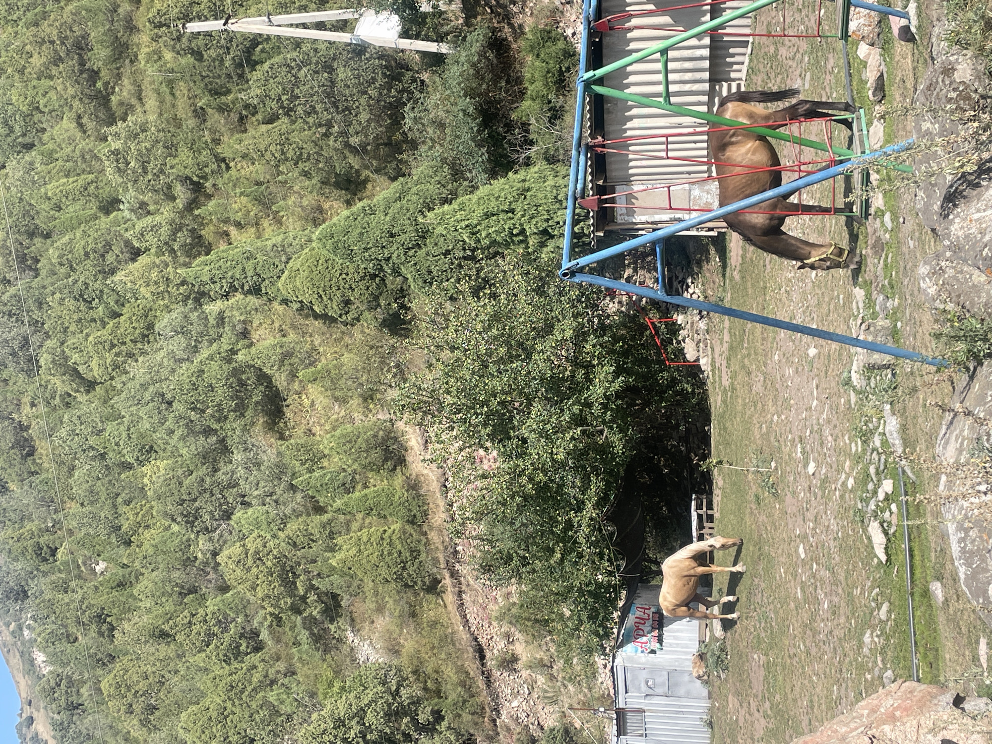 The image depicts a rural scene in Chunkurchak, Kyrgyzstan, characterized by a steep, tree-covered hillside dominating the background. In the foreground, a grassy area with scattered rocks serves as a pasture for two horses. One horse, light brown or tan, is grazing to the left of the frame. To the right, a darker brown horse, also grazing, is positioned near a children's swing set. The swing set features blue, red, and green metal poles and is partially obscured by the horse. Behind the horses, a row of corrugated metal structures, possibly sheds or small buildings, are visible. A sign with Cyrillic lettering is attached to one of these structures. A utility pole with wires is visible on the right side of the image, ascending the hillside. The overall environment suggests a semi-natural, possibly recreational or agricultural setting at the foot of a mountainous region.