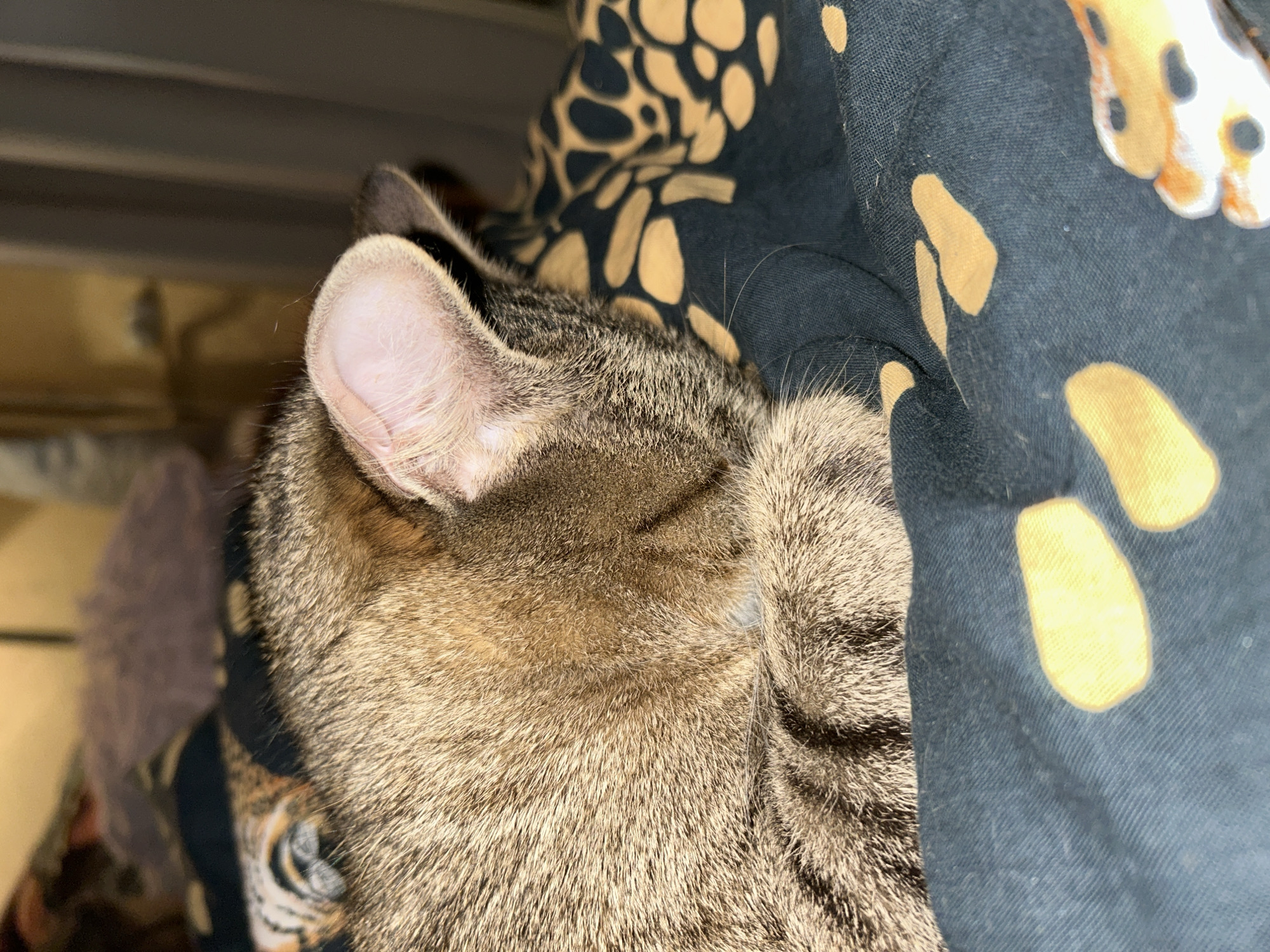 The image shows a close-up of a tabby cat sleeping on a dark blue patterned blanket. The cat's head is tucked into its paws, obscuring its face. The blanket has a pattern of irregular yellow shapes. The background is out of focus and appears to be a room with some furniture. The image does not provide any information about the city of Sofia, Bulgaria.
