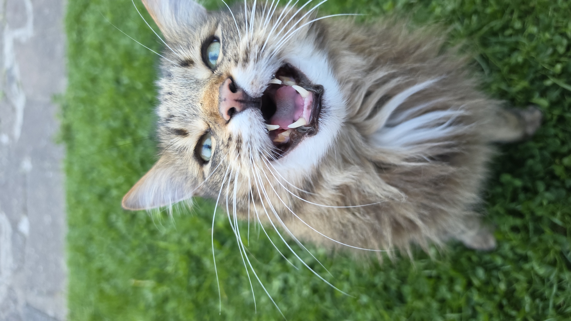 A close-up, eye-level shot captures a domestic cat outdoors, likely in a garden or park in London, United Kingdom, during daytime. The cat, possibly a long-haired tabby breed, features a blend of brown, grey, and white fur with distinct markings on its face. Its striking blue-green eyes are wide open and directed at the camera. The cat's mouth is wide open, revealing its sharp fangs, other teeth, and pink tongue and palate, suggesting a loud vocalization like a meow, a hiss, or an expressive yawn. Long, prominent white whiskers fan out from its snout. The cat's head is tilted, giving the impression it is looking up at the viewer. The background consists of vibrant green grass on the right and a blurred grey pavement or stone path on the left. There is no visible text in the image.