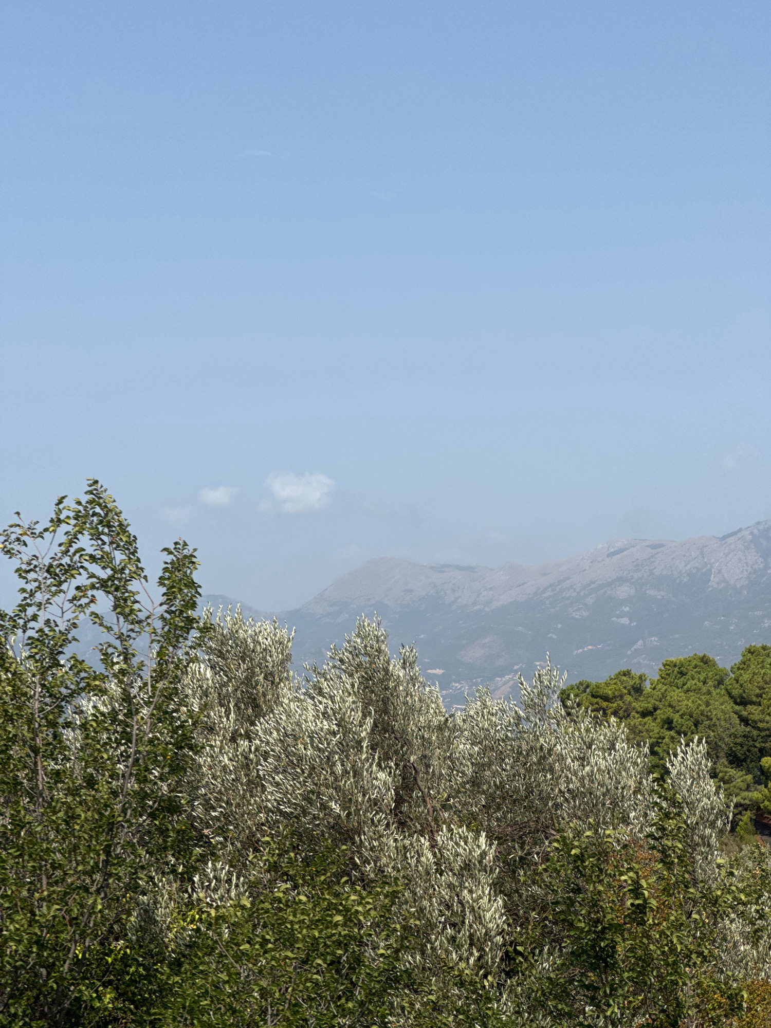 The image depicts a natural landscape with lush vegetation in the foreground and a hazy mountain range in the background. The sky is a pale blue, with a few wispy clouds. In the foreground, several trees are visible. On the left, there are trees with dark green leaves. To the right of these, there are trees with silvery-green foliage, possibly olive trees. Further to the right, a dense stand of dark green coniferous trees is visible. The ground is not visible in the frame. The overall impression is of a sunny day in a rural or mountainous area. The location is identified as Rađenovići, Montenegro.