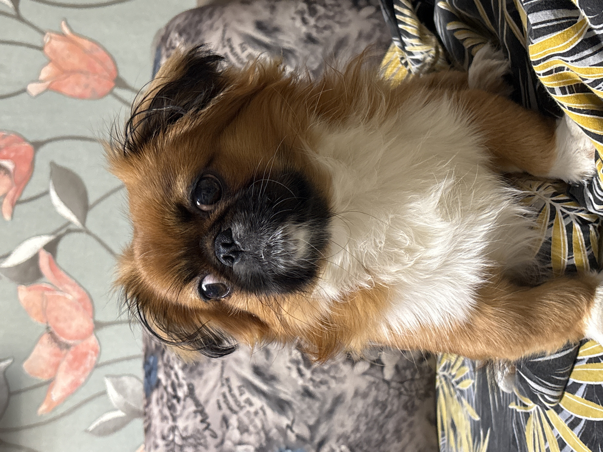 A small, tan and white Pekingese-type dog with a black muzzle is lying down, looking up at the camera. The dog has brown and black hair on its head and ears, and a white chest. The background is a floral-patterned material on the left and a striped fabric with leaf-like patterns in yellow and black on the right. The image is taken at an angle with the dog's head oriented towards the lower left of the frame. There is no discernible context to suggest that this image was taken in Klin, Russia.