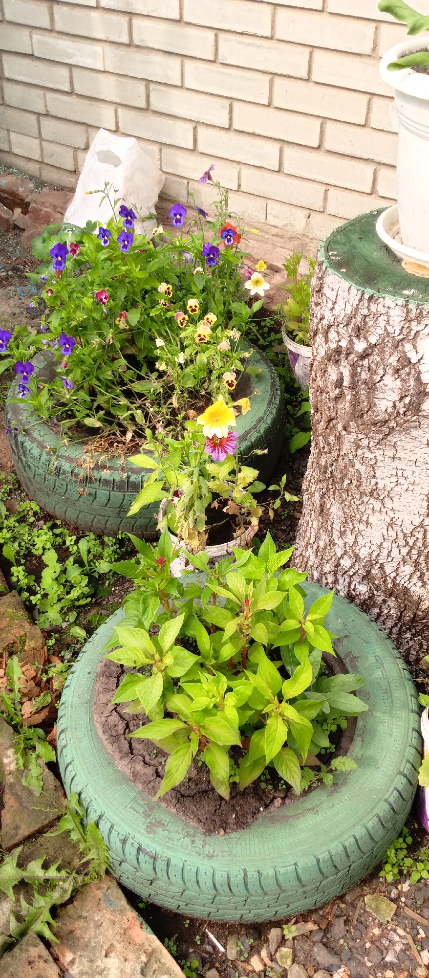 The image depicts an outdoor scene with a decorative garden arrangement featuring flowering plants in repurposed tires. In the foreground, a light green tire contains a thriving green plant with small red buds. Behind this, a larger, faded green tire is filled with various small flowers, predominantly in shades of purple, yellow, and white, with some red accents. The tires are placed on the ground, surrounded by loose soil, small stones, and patches of green vegetation.
To the right, a rough-barked tree trunk stands prominently, with a visible portion of its green-painted top edge. Behind the tree trunk and the tires, a light-colored brick wall forms the background. In the upper left quadrant, a roughly shaped white object, possibly a large rock or concrete piece, is partially visible. The overall impression is one of a rustic, DIY garden setup. The presence of a brick wall and the style of the garden suggest this could be a backyard or a small public space. Without further information, it's impossible to definitively place this scene in Nazarovo, Russia, as the visual elements are not unique to that specific location. However, if this scene were to be located in Nazarovo, Russia, it would likely be found in a residential yard, a small park, or a community garden.