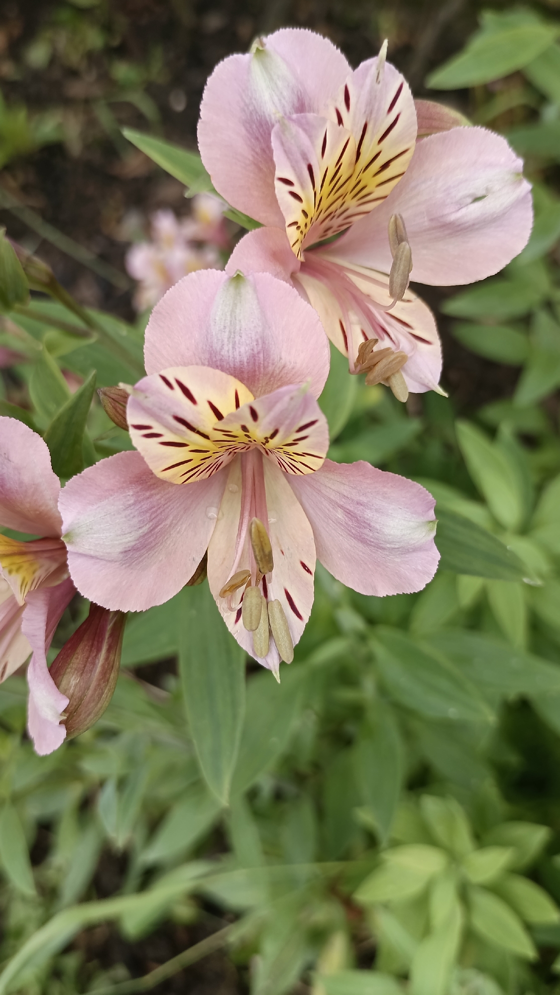 The image displays a close-up of two prominent light pink flowers, with a third partially visible on the left, situated in Sennik, Bulgaria. The flowers feature six petals each. The outer petals are predominantly light pink, transitioning to a lighter, almost white hue at their bases. The inner petals, particularly those facing upwards in the central flower, exhibit a yellowish-cream coloration with distinct, dark reddish-brown to black linear streaks and spots. Several stamens with elongated, light brown anthers are visible protruding from the center of the lower central flower, some bearing tiny water droplets. The background is softly blurred, showcasing out-of-focus green foliage, indicating a natural or garden environment. No persons or distinct man-made structures are visible. The lighting appears diffused and natural.