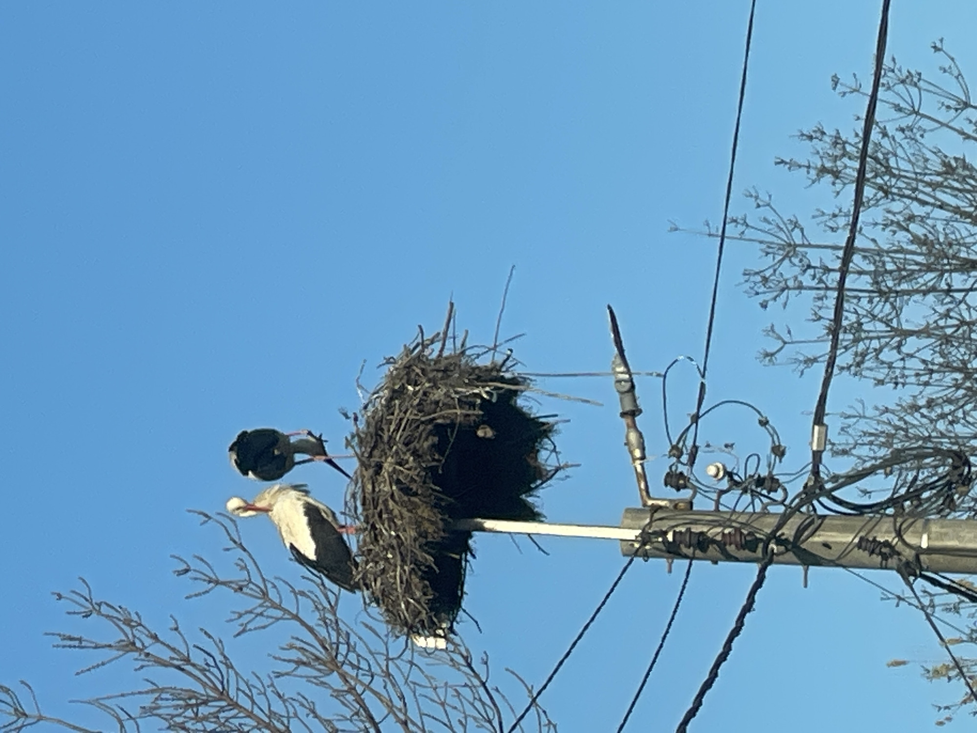 Two storks, one primarily white with black wings and a red beak, and the other primarily black with a lighter beak, are perched near a large nest. The nest, constructed of twigs and various debris, sits atop a utility pole adorned with electrical wiring and hardware. The background is a clear blue sky with the bare branches of trees visible on the right and lower left. The scene is outdoors in daylight. The location is Bratovo, Bulgaria.