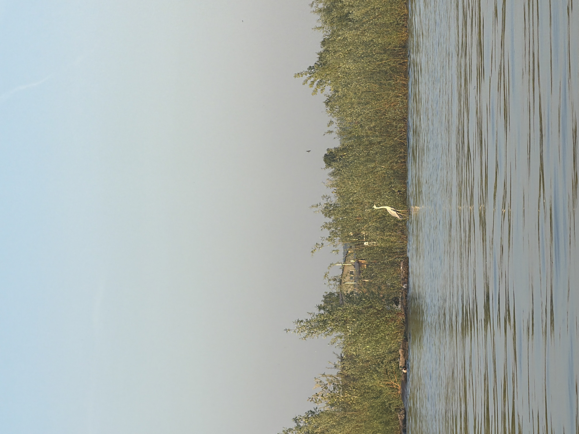 The image shows a body of water, possibly a river or lake, bordered by dense green vegetation. A white heron stands in the shallow water near the edge of the vegetation. The sky is pale and hazy. Small birds are flying, suggesting it may be early morning or late afternoon. Based on the query, the location is the city of Chaikovsky, Russia.