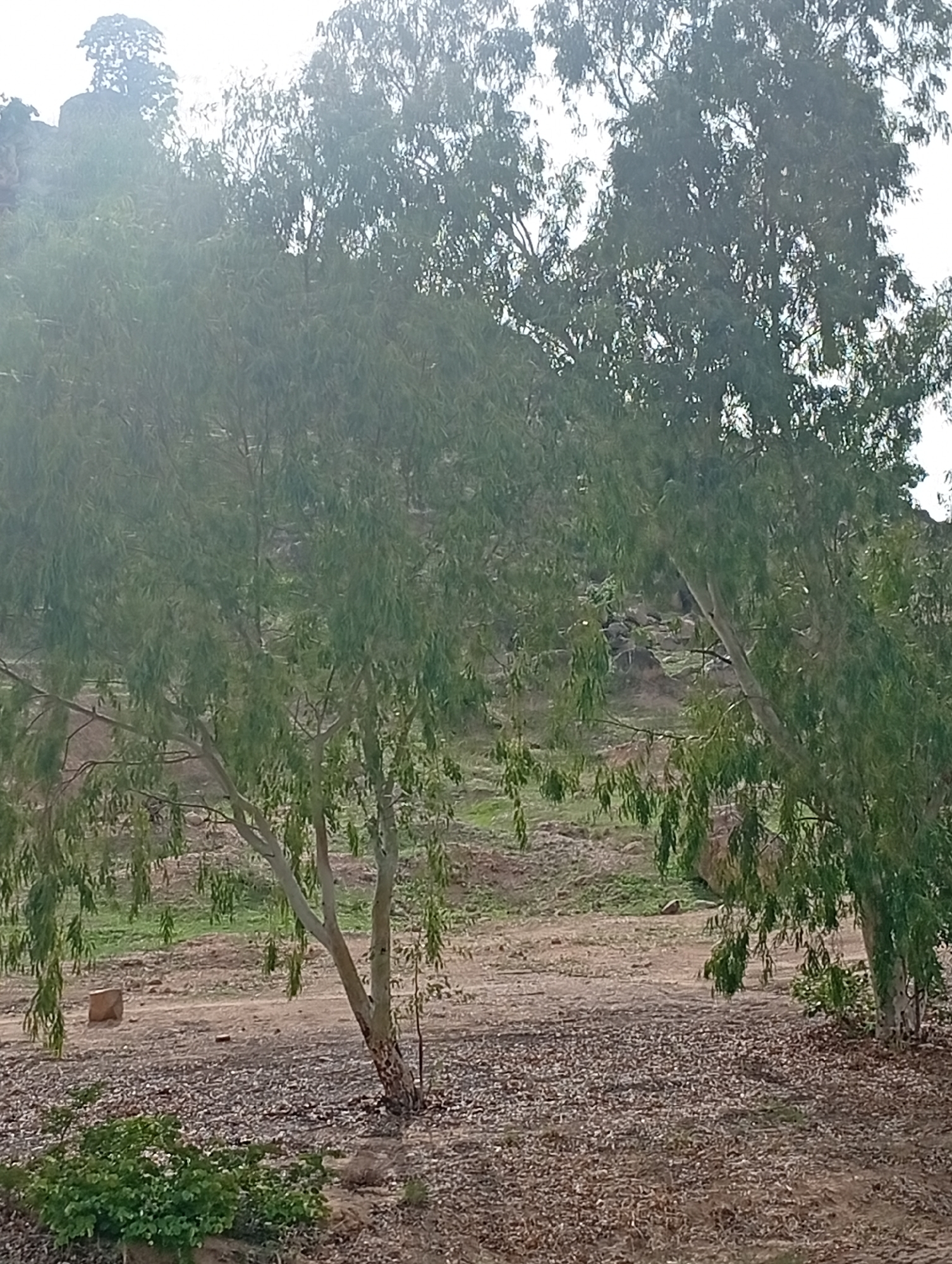 The image depicts a landscape scene in Shuwa, Nigeria. In the foreground, a dirt path is covered with fallen leaves and small stones. A large tree with thin, drooping green leaves stands to the right of the frame, its trunk light-colored and textured. To the left of this tree, a patch of green bushes grows. Further back, the ground appears to be a mix of dirt and sparse green grass. In the background, a rocky, uneven hillside is visible, sparsely covered with vegetation and rocks. Two large trees with similar foliage to the one in the foreground dominate the middle ground. The sky is overcast, creating a diffused light. There are no people or animals visible in the image. The overall impression is one of a natural, somewhat arid environment.