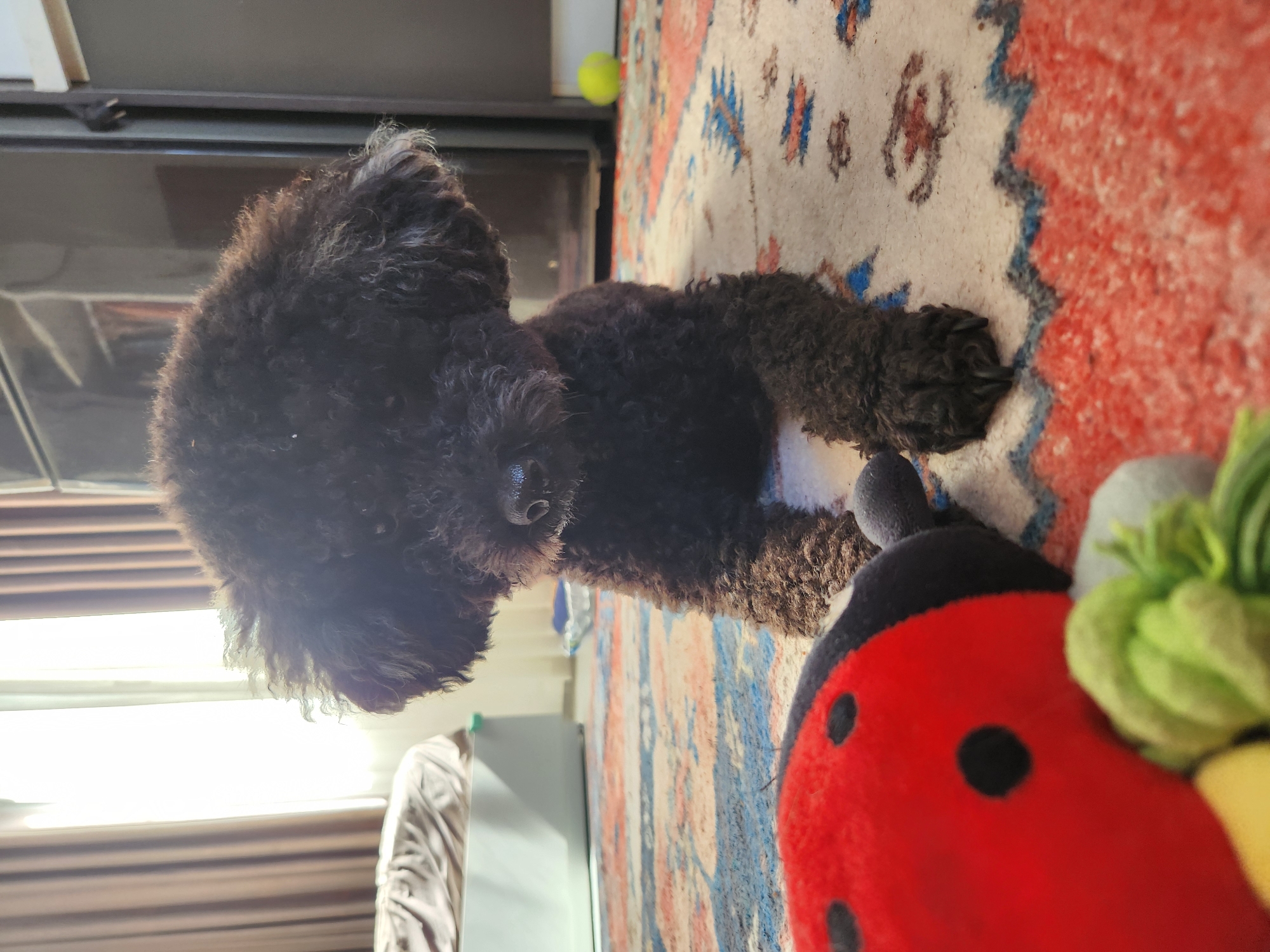 An indoor, low-angle, medium shot features a fluffy black poodle puppy lying on a patterned rug. The puppy is positioned in the center of the frame, with its head slightly tilted. In the foreground, a red ladybug plush toy and a green toy are visible. In the background, to the left, a bed with brown sheets and a white base is partially seen, next to a window with draped brown curtains. To the right, a dark, tall object, possibly a closet or refrigerator, stands. A small yellow ball is on the floor in the far right background. The lighting suggests natural light coming from the window. The setting is an indoor residential environment, not specific to Đà Nẵng, Vietnam.