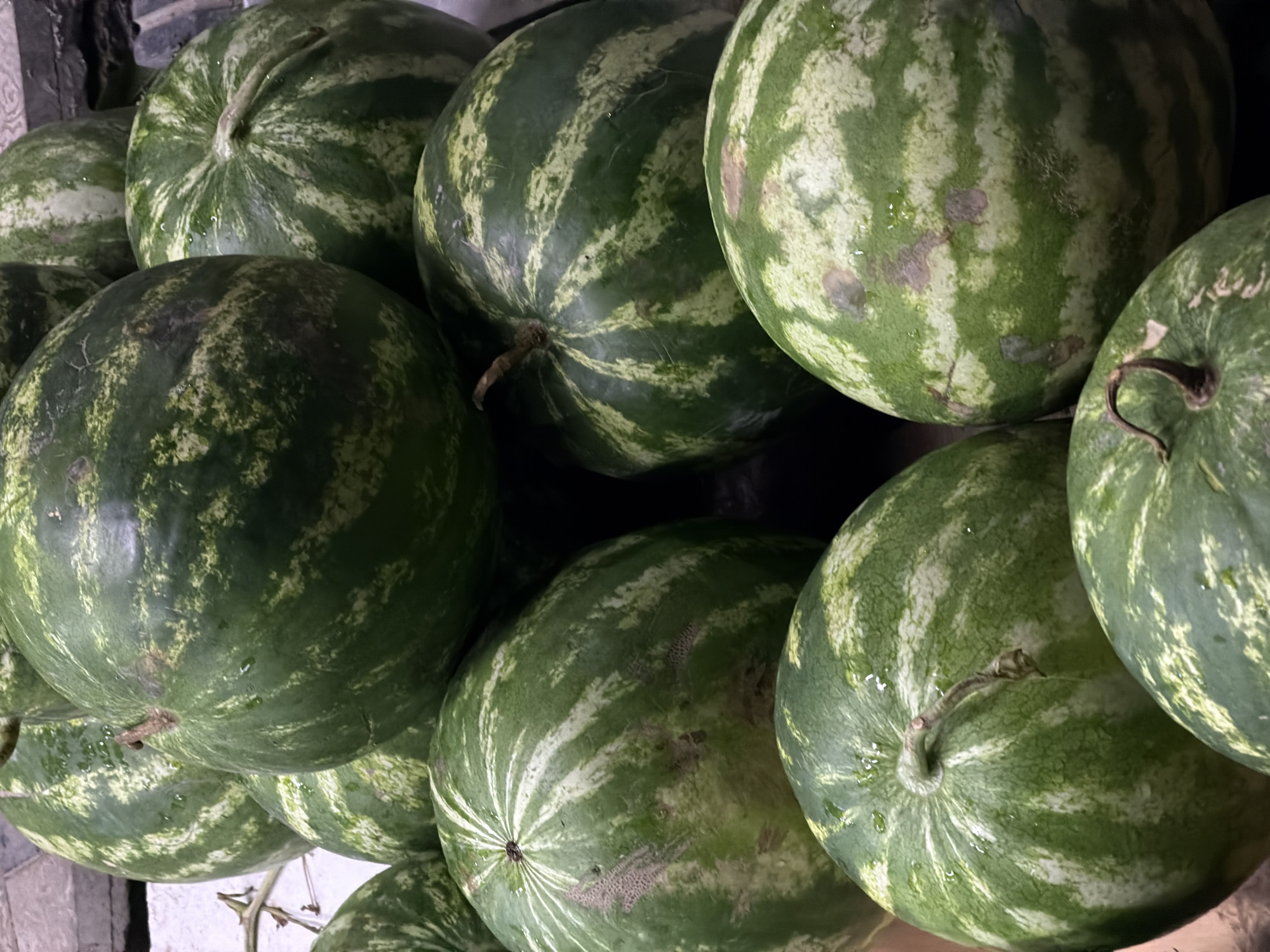A close-up, vertical, eye-level shot shows a pile of watermelons. The watermelons are large and round with dark green rinds featuring lighter green stripes. Some of the watermelons have visible stems and blemishes on their surfaces. Water droplets are scattered across the rinds, suggesting they have recently been washed or are dewy. The lighting is dim, creating shadows and highlighting the textures of the fruit. The background is out of focus and appears to be a textured surface, possibly a wall or table, with some of the watermelons also partially visible in the background. The image is likely taken in a market or storage area in the city of Chirchik, Uzbekistan, where such produce is commonly sold.