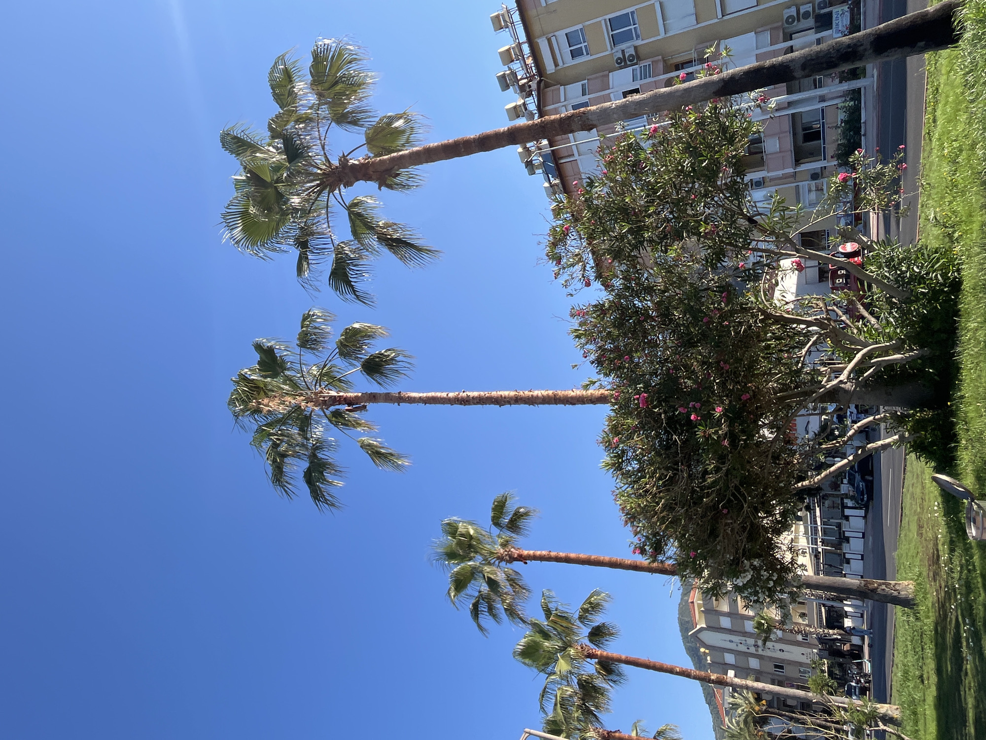 This image depicts a sunny street scene in Alanya, Turkey, viewed from a low angle looking upwards. The dominant feature is a vast, clear blue sky, indicating bright, fair weather, with a sun flare visible in the upper left.
Several tall palm trees with green, wind-swept fronds stand prominently, their trunks reaching high into the frame. In the midground, lush green foliage and flowering bushes with vibrant pink blossoms, possibly oleander, line a street or boulevard. Beyond the vegetation, a paved road is visible with parked cars and motorcycles.
In the background, multi-story buildings, appearing to be apartment complexes or hotels, line the street. These structures are light-colored, featuring numerous windows, balconies, and air conditioning units. Several antennas and satellite dishes are mounted on the rooftops. A sign reading "BIKINI" is clearly visible on one of the buildings, and another sign displays partially legible text that appears to start with "KÖPÜ...". A lone individual can be seen walking on the street in the distance.
The bright sunlight, deep blue sky, and tropical flora suggest a warm, pleasant daytime setting, likely during summer. The scene evokes a relaxed, holiday atmosphere typical of a Mediterranean coastal town.