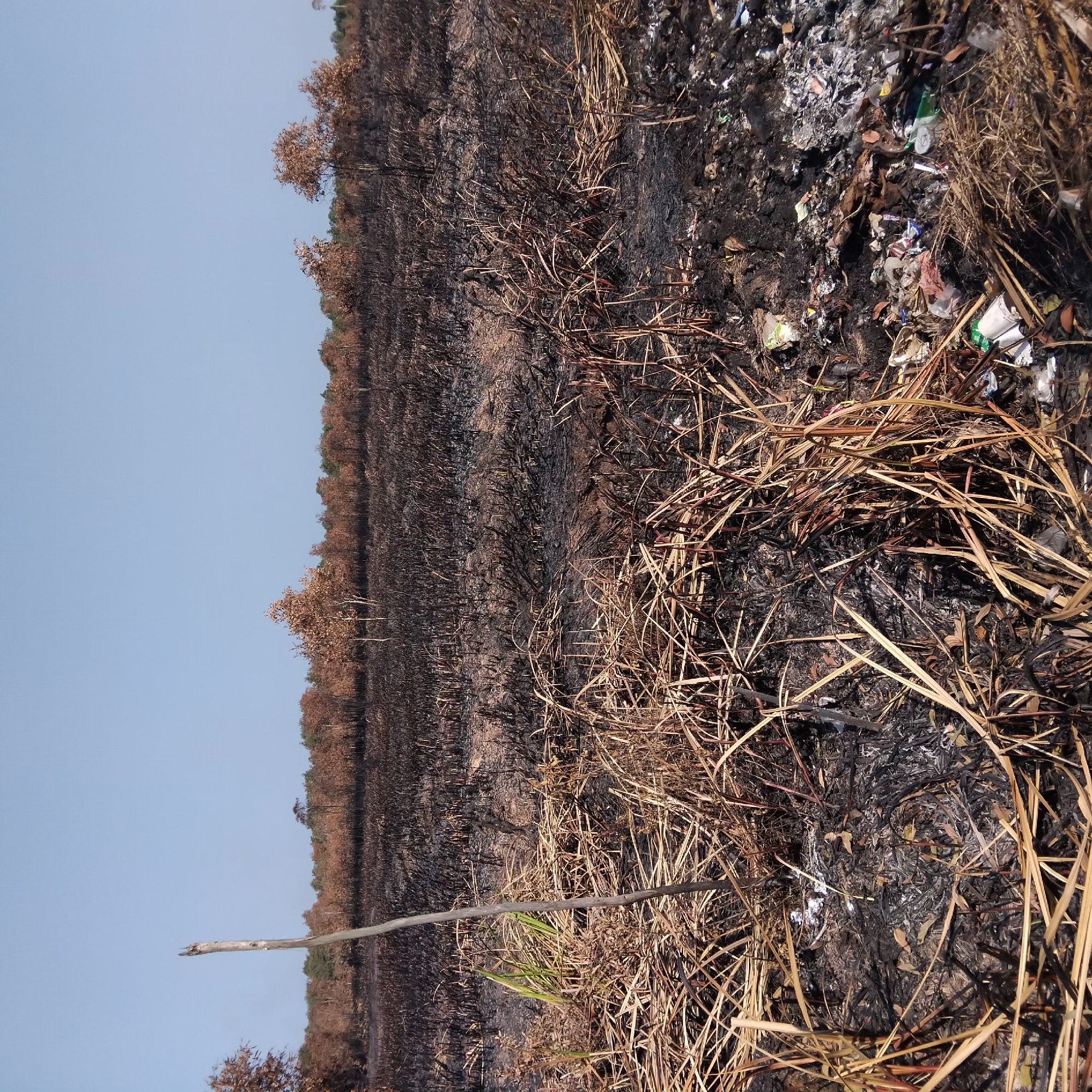 The image depicts a scene of devastation caused by a fire in Banjarbaru, Indonesia. The landscape is characterized by a field of blackened, burnt vegetation, with charred stalks and ash covering the ground. In the foreground, several dry, straw-like plants remain, some standing and others lying flat. A prominent, slender wooden stick stands upright amidst the debris.
In the middle ground, the burnt vegetation extends across the field. Beyond this, a treeline of mostly brown, dead trees with sparse foliage is visible, suggesting the fire has impacted the surrounding woodland as well. The sky above is clear and blue.
The foreground also shows scattered pieces of trash, including plastic bottles, wrappers, and other debris, indicating that this area may have been a dumping ground or was used for waste disposal prior to the fire. The overall impression is one of environmental damage and neglect.