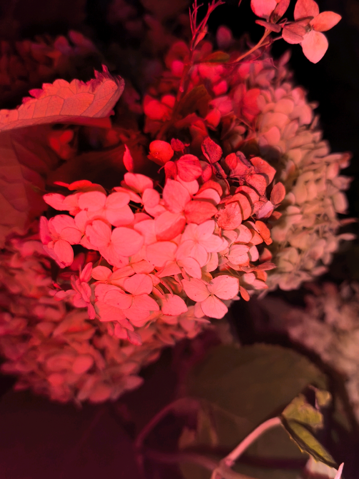 The image is a close-up, darkly lit shot of a cluster of hydrangea flowers, predominantly in shades of red and pink. The lighting creates a dramatic and moody effect, with the petals appearing almost luminous against a black background. Some dried leaves, also tinged with red, are visible in the upper left portion of the frame. The overall impression is one of vibrant, yet somewhat aged, floral beauty. The image does not depict any specific location in the city of Mahilyow, Belarus.