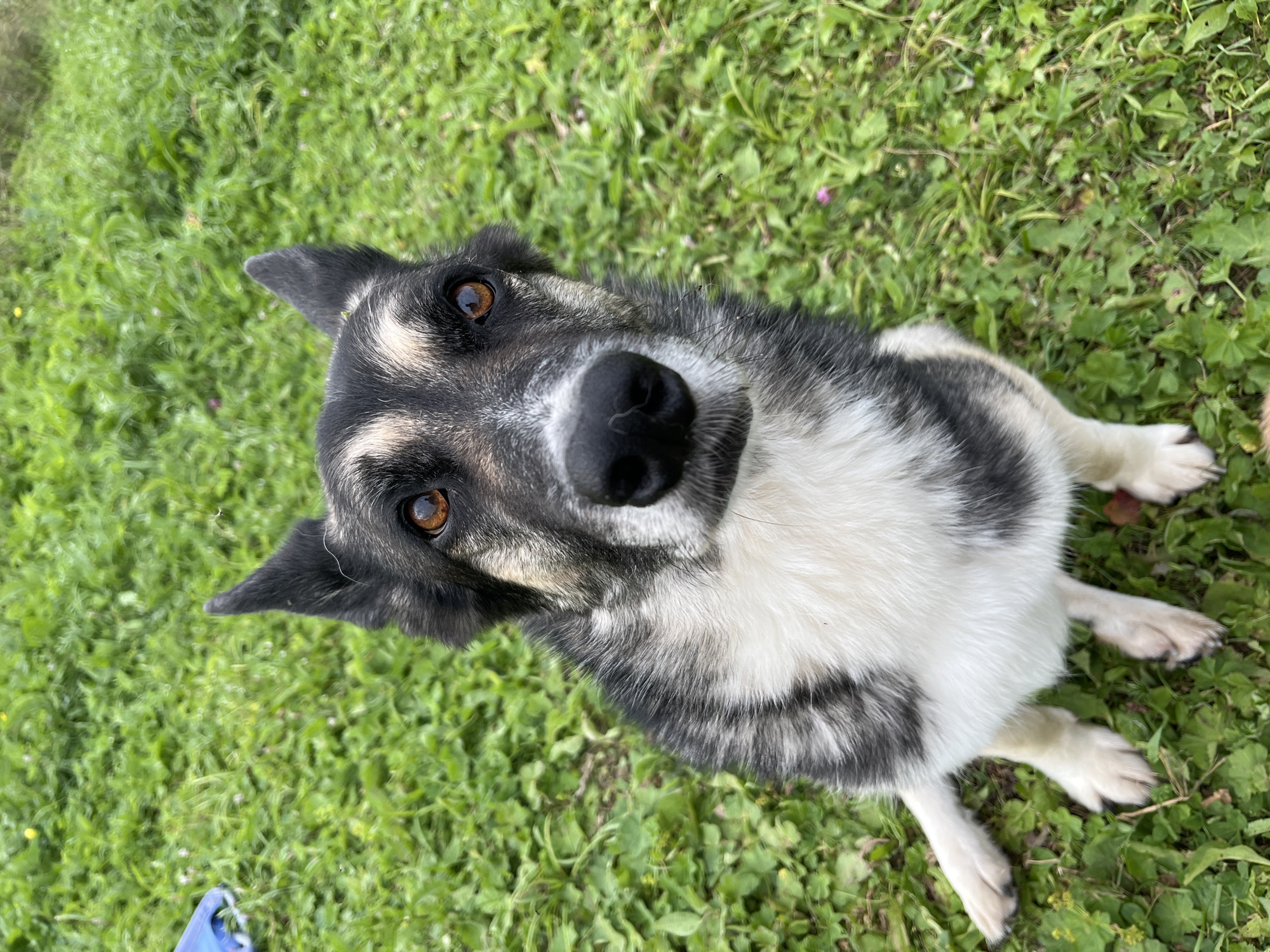 A medium-sized dog with black, gray, and white fur sits on a patch of green grass. The dog's face is turned towards the camera, with alert brown eyes and erect ears. The background consists of more green grass and foliage. There is a blue object partially visible in the upper left corner of the image. The scene appears to be outdoors, in a natural setting. The image was taken in Nizhny Tagil, Russia.