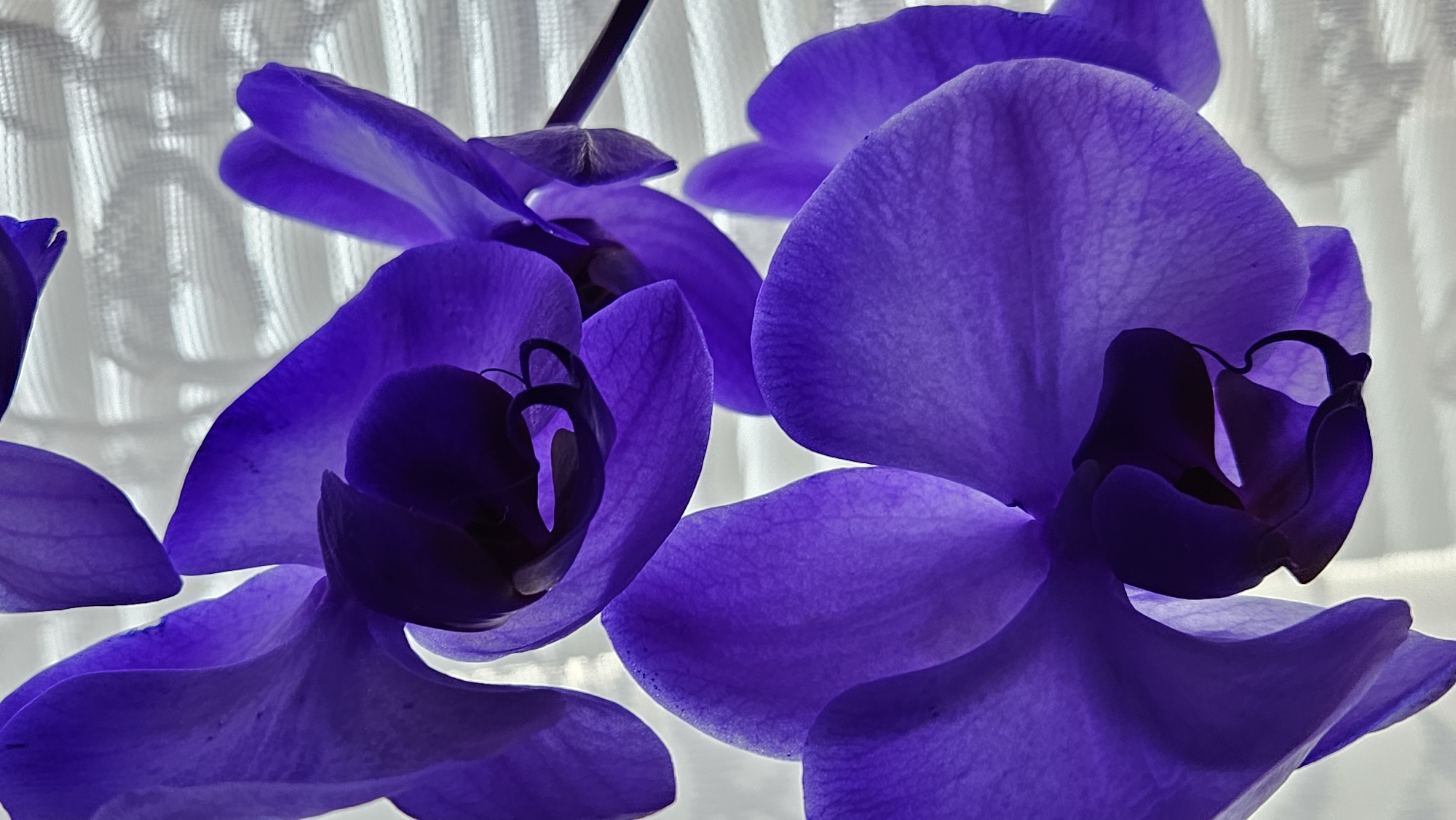 The image is a close-up, low-angle shot of several purple orchid flowers. The flowers are backlit, creating a translucent effect on their petals. The petals are broad and rounded, with visible veins. The center of the flowers, where the stamen and pistil are located, is dark and shadowy. In the background, there is a translucent white curtain with a textured pattern, possibly blinds or a sheer fabric. The image does not contain any information or context to suggest a location in Bratislava, Slovakia.