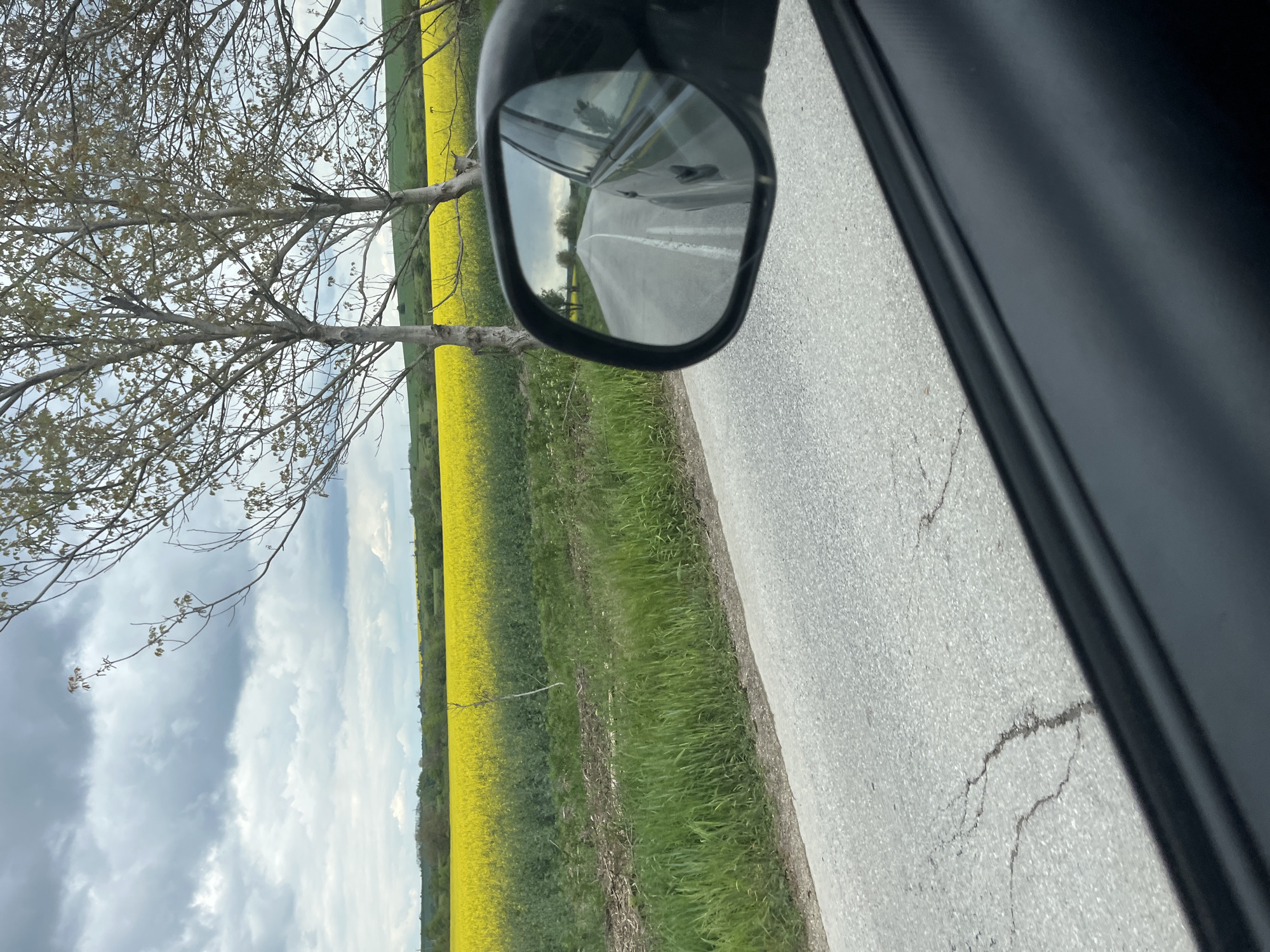 The view is taken from inside a car, likely a passenger seat. The side mirror reflects a road with a field of bright yellow flowers on the left and a tree with bare branches. The actual road the car is traveling on is grey and cracked. The sky is cloudy and a light blue. The reflection in the mirror shows more of the road and the same field of flowers. It is difficult to pinpoint an exact location in Ioglav, Bulgaria, as the image primarily shows generic road and countryside elements. However, based on the presence of a roadside field of blooming rapeseed (likely) and trees, it is likely a rural or semi-rural road in the vicinity of Ioglav.