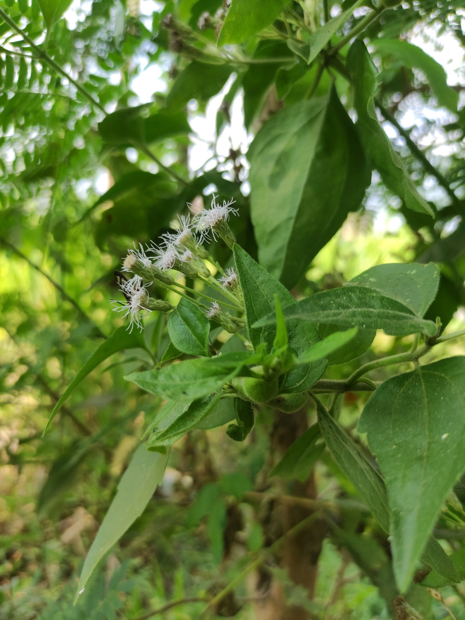 In Tiudan, Indonesia, a close-up shot captures a cluster of small, white, fluffy flowers on a plant, surrounded by vibrant green leaves. The plant is situated outdoors, with a soft, blurred background of more foliage and hints of sunlight filtering through, suggesting a natural, possibly garden or wild environment. There are no people or significant man-made objects visible, focusing the image entirely on the delicate flora. The overall impression is one of natural beauty and tranquility.