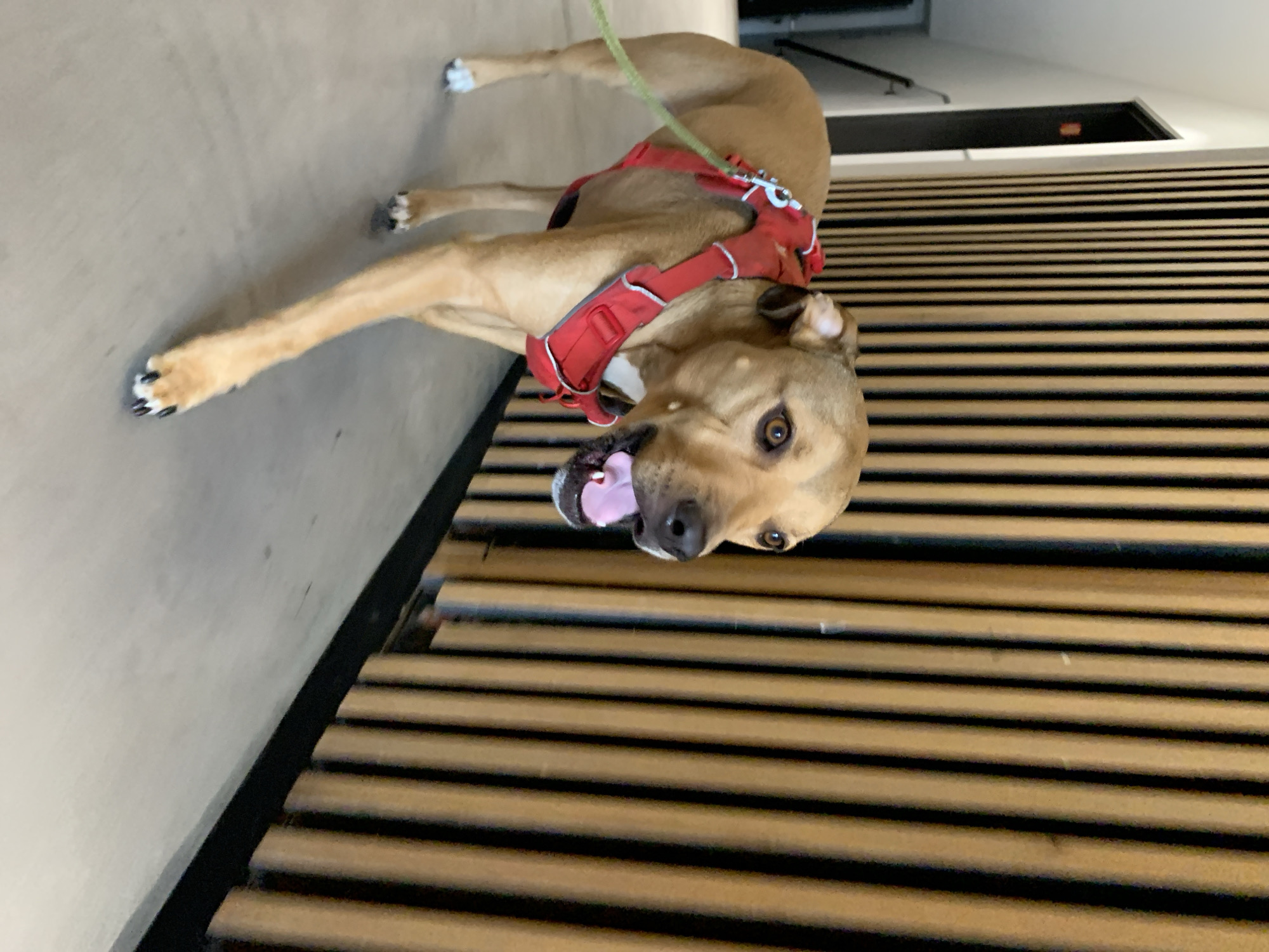 A medium-sized, tan dog with a red harness is lying on a floor made of light brown planks with dark brown accents. The dog's tongue is slightly out, and its eyes are visible. A green leash is attached to the harness. The background includes a white wall and a dark doorway. The location is not discernable from this image.