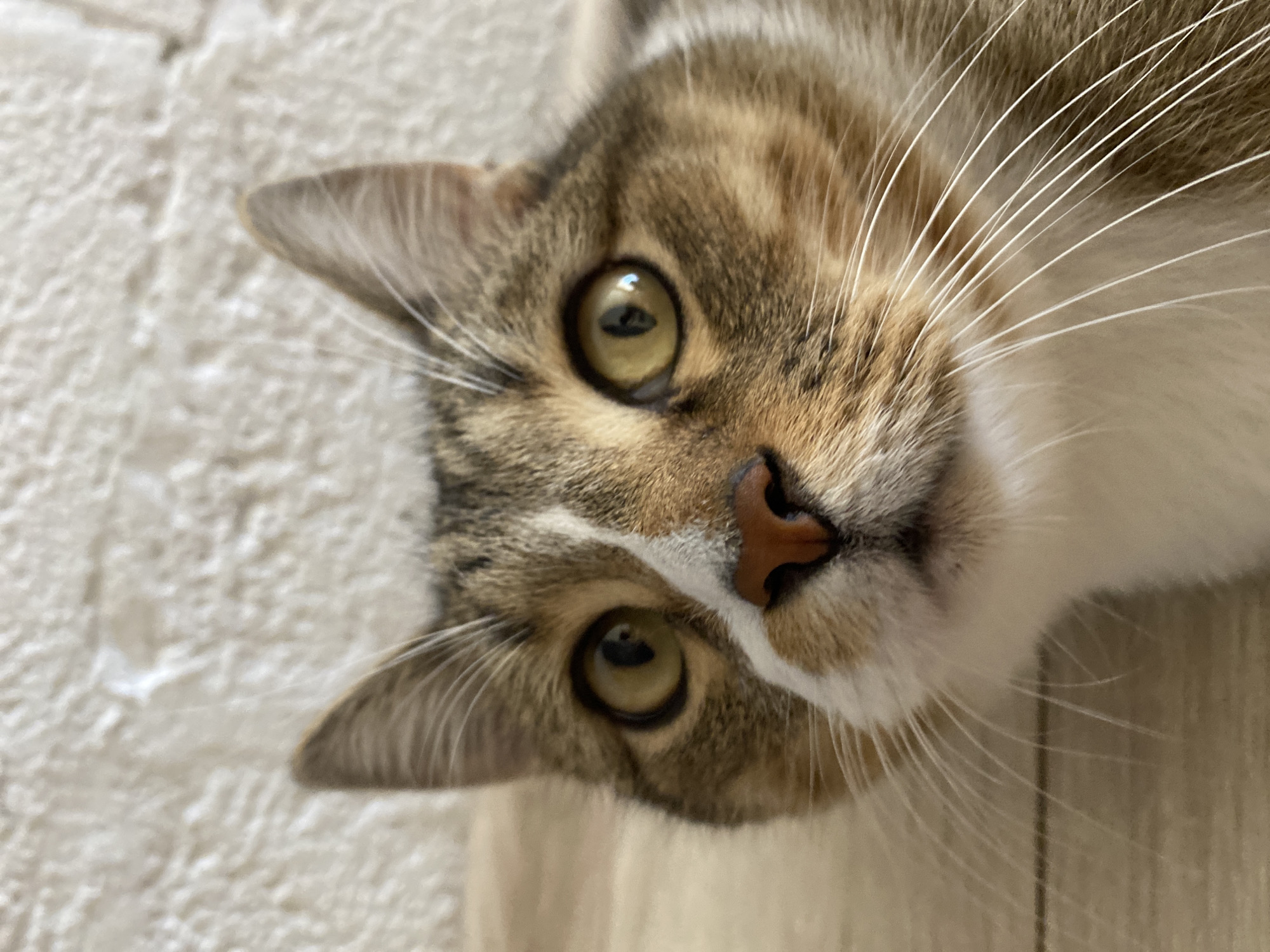 The image is a close-up, eye-level shot of a cat's face. The cat has tabby markings with patches of white and orange. Its eyes are wide and yellow, with a reflection visible in the pupils. The cat's nose is pink, and its whiskers are long and white. The background consists of a textured, off-white wall and a light-colored wooden surface. There is no discernible location within the city of Novokuybyshevsk, Russia, or any indication of human presence. The scene depicts a domestic animal in a neutral indoor environment.