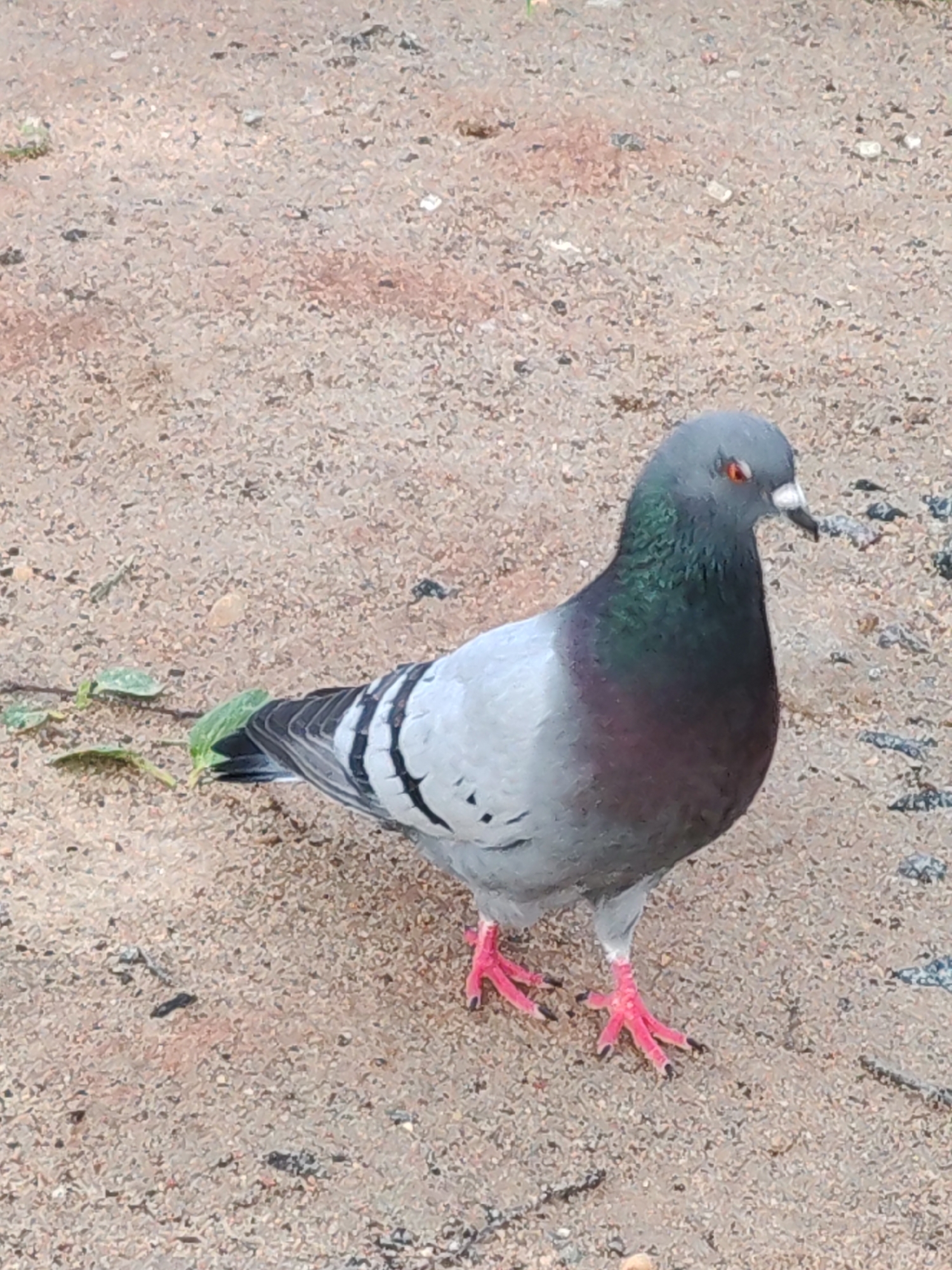 A pigeon stands on the ground. The bird has gray and black feathers, red eyes, and pink feet. The ground is sandy with small pebbles. The location is outdoors in a city called Unknown, Unknown.