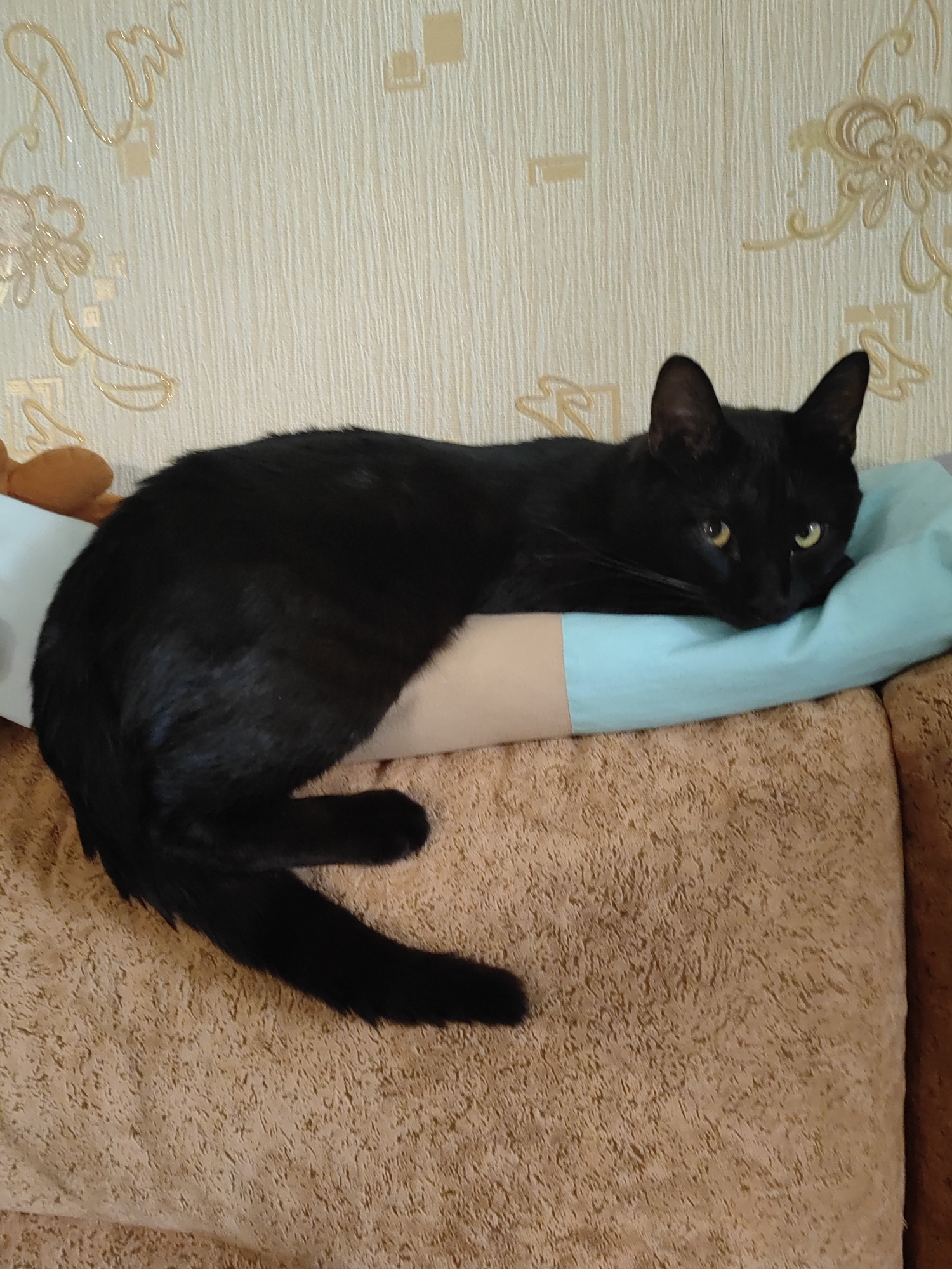 A black cat with green eyes is lying on a teal pillow, resting its head on a light brown arm. The cat is positioned horizontally in the frame. The pillow is on a textured, light brown surface, likely a sofa or chair. Behind the cat, the wall is covered with light beige wallpaper featuring a repeating pattern of faint, golden floral designs and small squares. The scene appears to be indoors, within a residential setting. There is no identifiable information to suggest a specific location in Petropavlovsk-Kamchatsky, Russia.