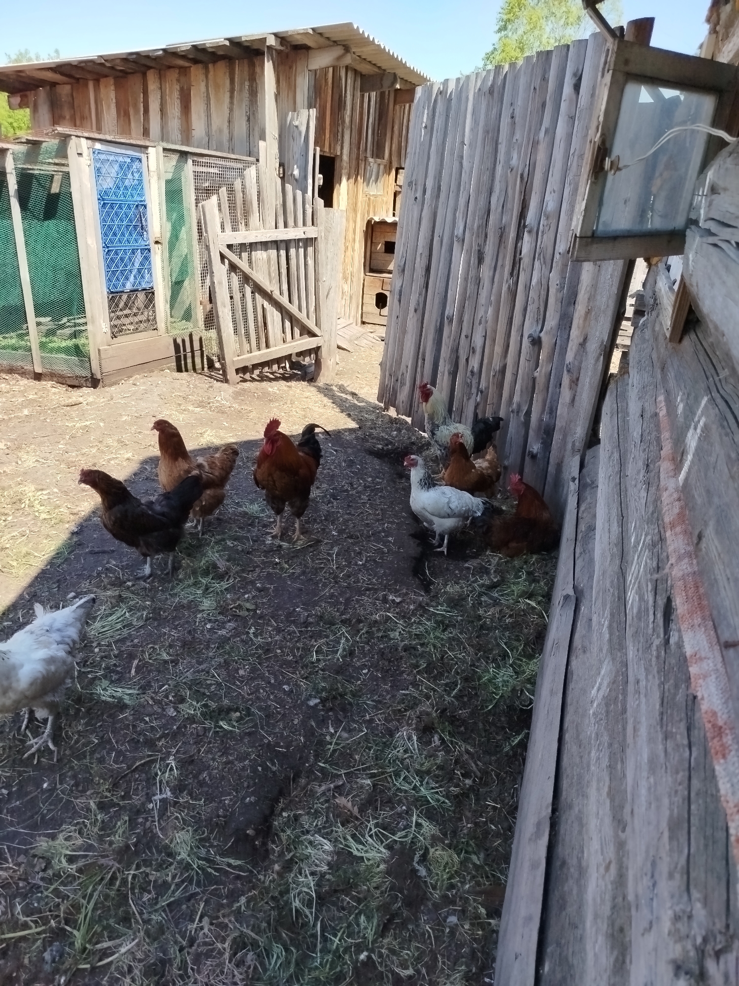This image depicts an outdoor farmyard scene located in the city of Солтон, Russia. The ground consists of bare earth with scattered patches of dry grass and organic debris. Approximately twelve to fifteen chickens and roosters are visible throughout the frame, exhibiting plumage in white, brown, black, and reddish-brown colors. They are standing or foraging on the ground.
On the left side of the image, a wooden chicken coop or enclosure is present, featuring sections of green wire mesh and panels with a blue lattice pattern. Behind this coop stands a larger wooden building with a corrugated metal roof. A wooden gate is open in front of the coop.
To the right, a tall wooden fence, constructed from vertical logs or planks, extends from the mid-ground towards the background. An open wooden window frame containing glass is affixed to a wooden structure on the far right, angled outwards, with a thin wire attached near its latch. The background features a clear blue sky with a hint of green foliage on the horizon. Sunlight casts distinct shadows on the ground and structures.
