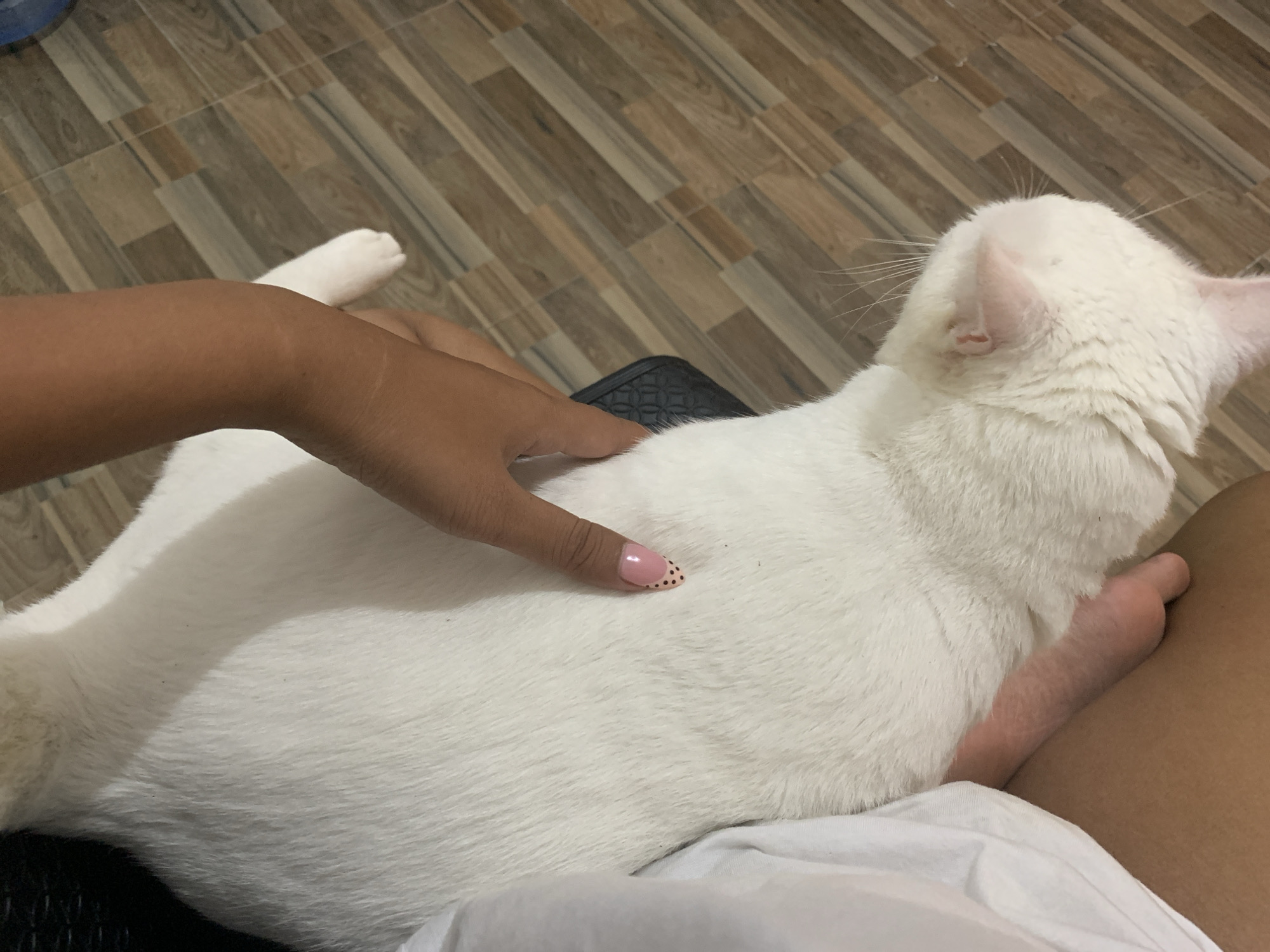 A person's hand with pink nail polish with black polka dots gently strokes the back of a white cat. The cat is lying down, its body filling a significant portion of the frame. The person's arm and leg are also visible, suggesting they are sitting or lounging with the cat. The background consists of a wooden floor with a diagonal plank pattern, hinting at an indoor setting. The lighting appears to be natural, possibly from a window, creating soft shadows and highlighting the texture of the cat's fur. The overall mood seems relaxed and affectionate, conveying a moment of peaceful interaction between the person and the pet. The scene is indoors, likely in a home environment, given the casual attire and the presence of a pet. There is no visible text in the image.