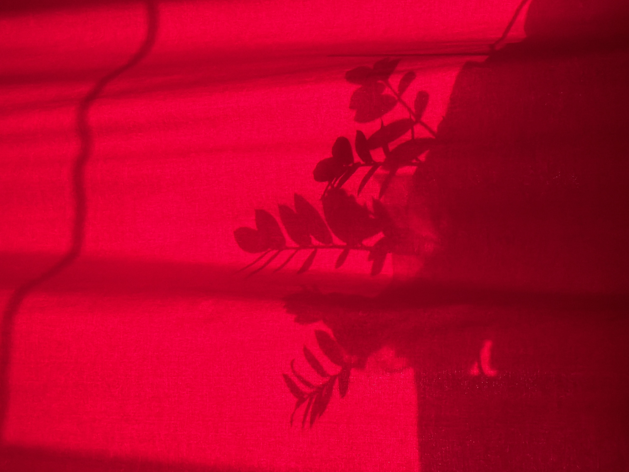 A photograph in a saturated shade of red depicts the shadow of a potted plant cast onto a textured surface, possibly a curtain or wall. The shadow shows branches with small, rounded leaves. The textured background features horizontal lines and areas of darker shade, suggesting folds or layers. The location, Chaikovsky, Russia, is not visually identifiable within the image.