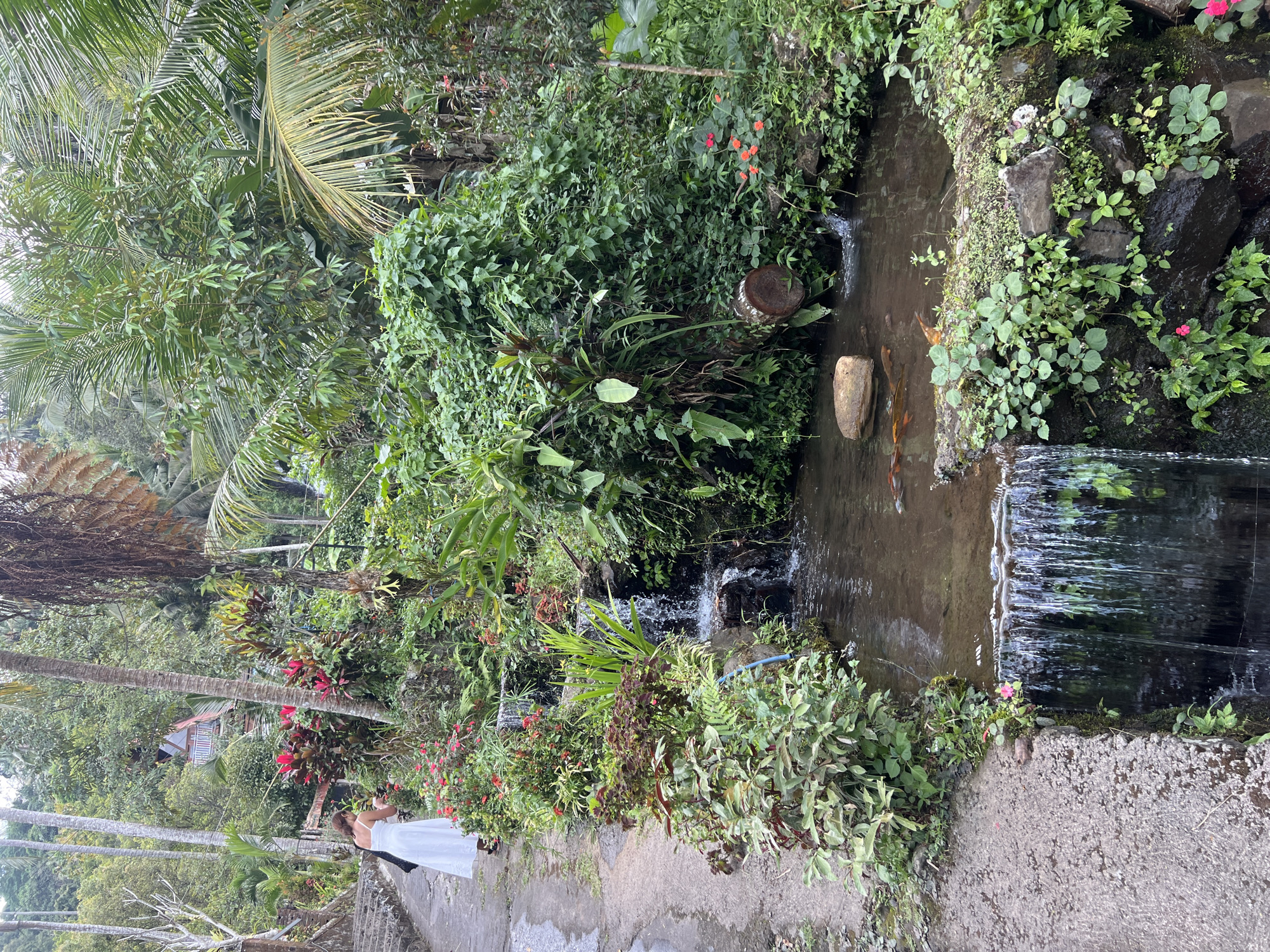 In Sukasada, Indonesia, a woman wearing a white dress and a dark bag over her shoulder walks on a paved path beside a lush, verdant landscape. The path curves to the left, bordered by stone steps on the far left. To the right of the path is a tiered water feature with a small pond at the bottom, populated by several orange fish. A small waterfall cascades into the pond from a higher pool, which is surrounded by dense green foliage, rocks, and small red flowers. Beyond the pond, the terrain slopes upwards, covered in trees and tropical plants, with a glimpse of a structure with a red roof peeking through the greenery in the distance. The scene is dominated by an abundance of plant life, suggesting a natural or cultivated garden environment.