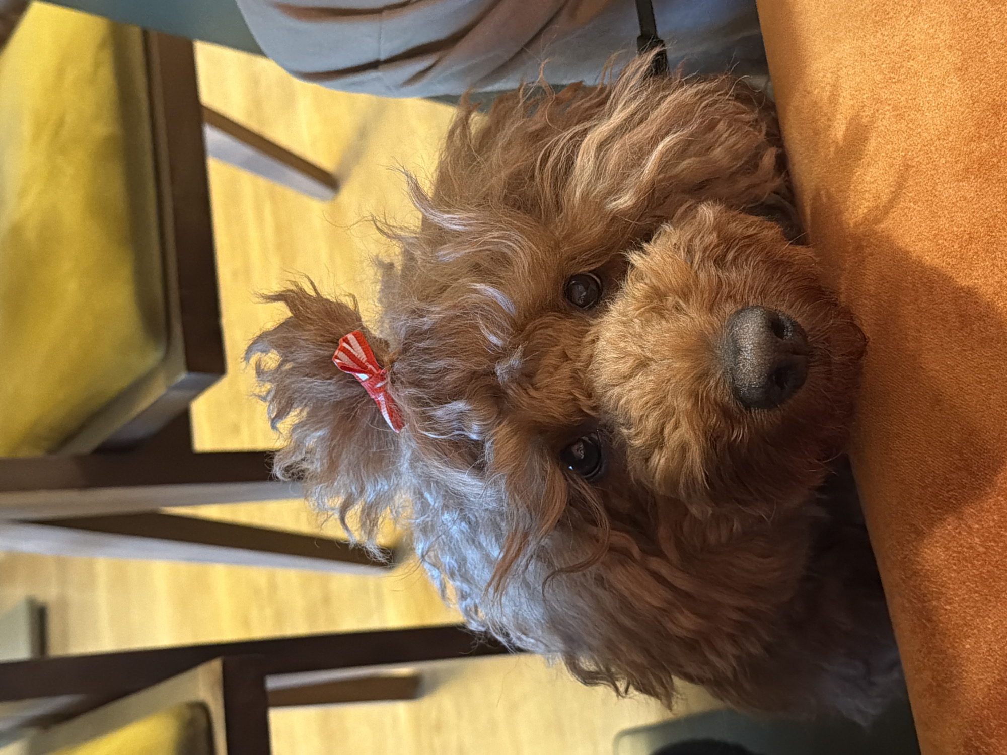 A close-up, indoor, medium-shot shows a brown, curly-haired dog with a small red and white bow on its head. The dog is positioned next to an orange cushion and partially under wooden chairs. The background includes light-colored wood. The location, Boreti, Montenegro, cannot be confirmed from this image.