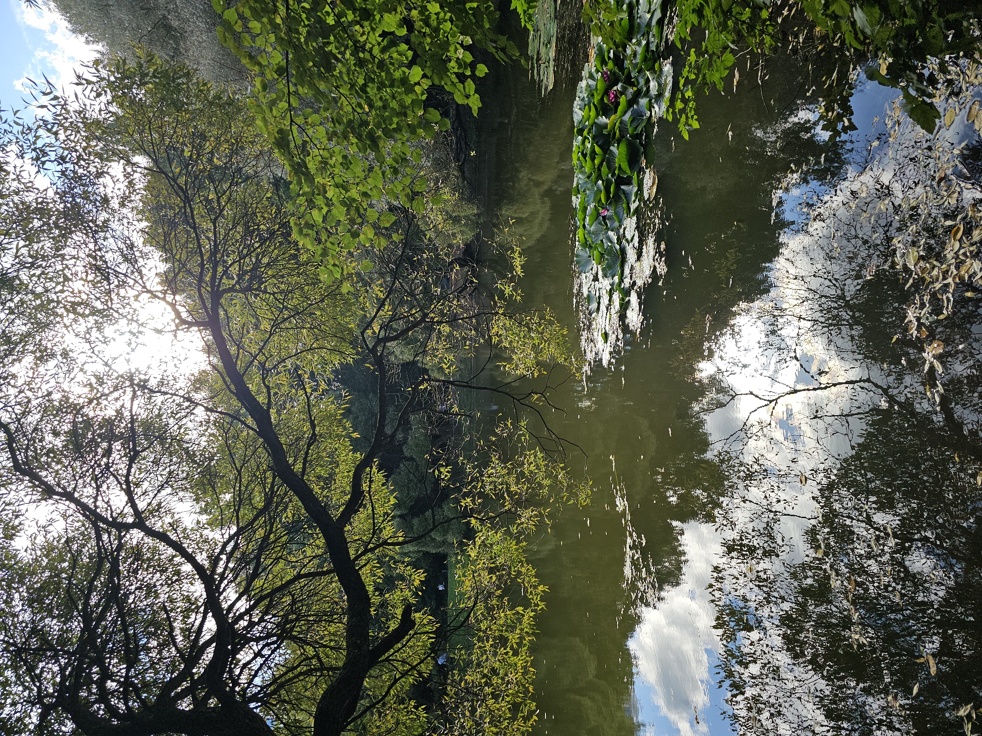 This is an outdoor vertical, eye-level shot of a tranquil pond in Moscow, Russia, on a sunny day. The pond is bordered by lush green trees, with one large tree branch extending over the water from the left side of the frame. The water's surface reflects the sky, clouds, and trees, creating a mirror-like effect. A cluster of water lilies, some with pink blossoms, floats on the right side of the pond. The water is a murky green, and fallen leaves are visible both on the surface and submerged. The sunlight filters through the leaves of the trees, creating dappled light patterns. There are no visible people in the immediate foreground or on the water. In the background, on the far bank of the pond, there appear to be a few distant figures on a grassy area.