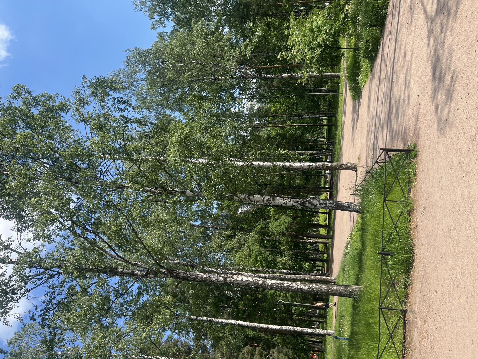 The image captures a bright, sunny day in a park or wooded area, likely in Saint Petersburg, Russia. A wide, light-colored dirt or gravel path stretches into the distance, gently curving to the right. Long shadows from trees are cast across the path, indicating strong sunlight, suggesting either late morning or late afternoon.
Numerous tall birch trees with distinctive white bark and vibrant green foliage line both sides of the path, forming a verdant canopy against a clear blue sky adorned with a few wispy white clouds. A low, black metal fence with a criss-cross pattern runs along the right edge of the path, separating it from a grassy verge and more trees. In the mid-ground, on the left side of the path, a single person is visible, partially obscured by the trees and the fence, engaged in what appears to be a leisurely stroll. The scene evokes a sense of calm and natural beauty, characteristic of a pleasant outdoor setting. No text is visible in the image.