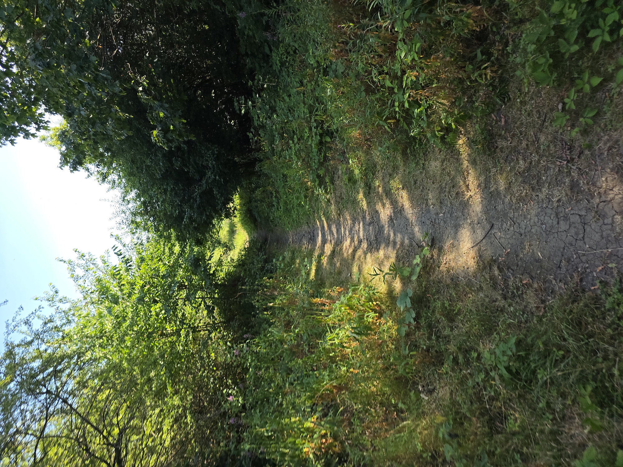 The image shows a narrow dirt path winding through a dense forest with lush green foliage on either side. Sunlight filters through the leaves, creating dappled shadows on the path. The path is uneven and cracked, suggesting it is an unpaved trail. The vegetation is varied, with tall trees forming a canopy overhead and smaller plants and undergrowth growing along the edges of the path. Some of the plants have reddish-brown stems and leaves, adding a touch of color to the scene. The sky is visible in the upper part of the image, appearing bright and clear. There are no people or animals visible in the image. The scene depicts a natural, undeveloped area, consistent with a park or woodland. The city of Stockton-on-Tees is known for its parks and green spaces, such as Preston Park, which features woodland areas and walking trails. This image could be a scene from such a location within Stockton-on-Tees, United Kingdom.