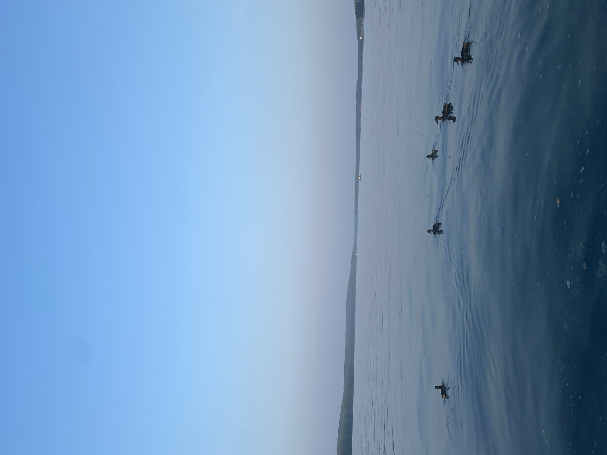 A serene view of the Kama River in Chaikovsky, Russia, features a clear, pale blue sky and calm water. A line of six ducks swims across the foreground, leaving subtle ripples in their wake. In the distance, the tree-lined shore of the opposite bank stretches horizontally, with a few small boats visible on the water. The overall atmosphere is peaceful and natural.