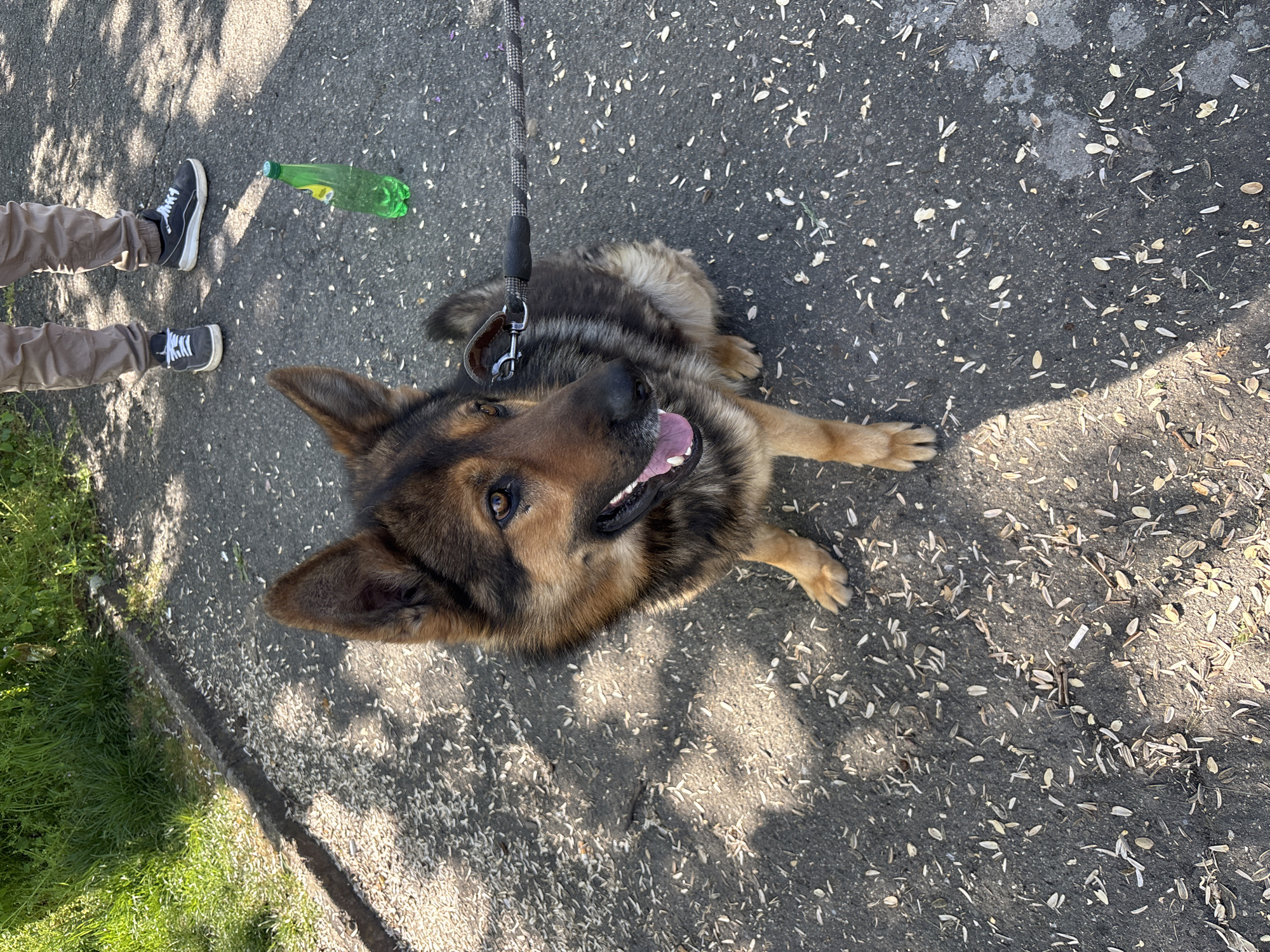 A vibrant, high-angle outdoor shot captures a large, medium-haired dog, resembling a German Shepherd with brown, black, and tan fur, sitting on a paved path. The dog is looking directly upwards with an open mouth and visible tongue, suggesting it is panting or happily engaged with the person holding the camera. A black and grey patterned leash is attached to its collar, extending out of view.
In the upper left quadrant, the lower legs and feet of a person are visible, wearing light brown pants and black sneakers with white laces. A discarded, empty green plastic bottle lies on the paved surface near the person's feet. The ground is conspicuously littered with numerous light-colored, elongated husks, indicative of sunflower seed shells. Sunlight and shadows dapple the path, suggesting a bright, sunny day. A strip of lush green grass borders the path on the left side of the frame. The scene portrays a casual dog walk in an outdoor setting, likely in Chirpan, Bulgaria, as indicated by the context. No visible text is present in the image.