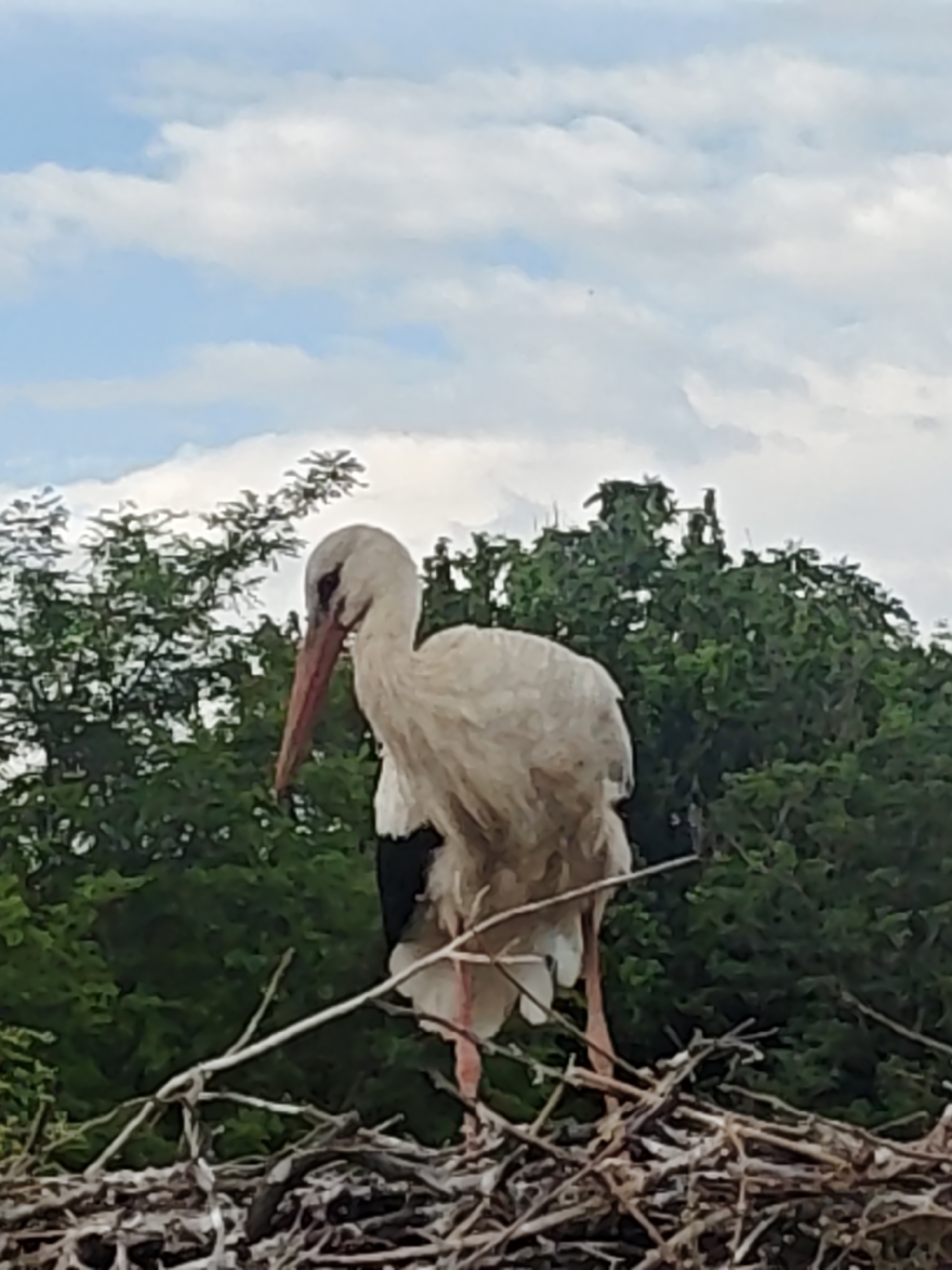 A white stork stands in a nest of sticks in an unknown location in the city of Unknown, Unknown. The stork has a long, reddish-orange beak and stands amongst green trees, under a blue sky with white clouds. The stork's plumage is predominantly white with black wing tips.
